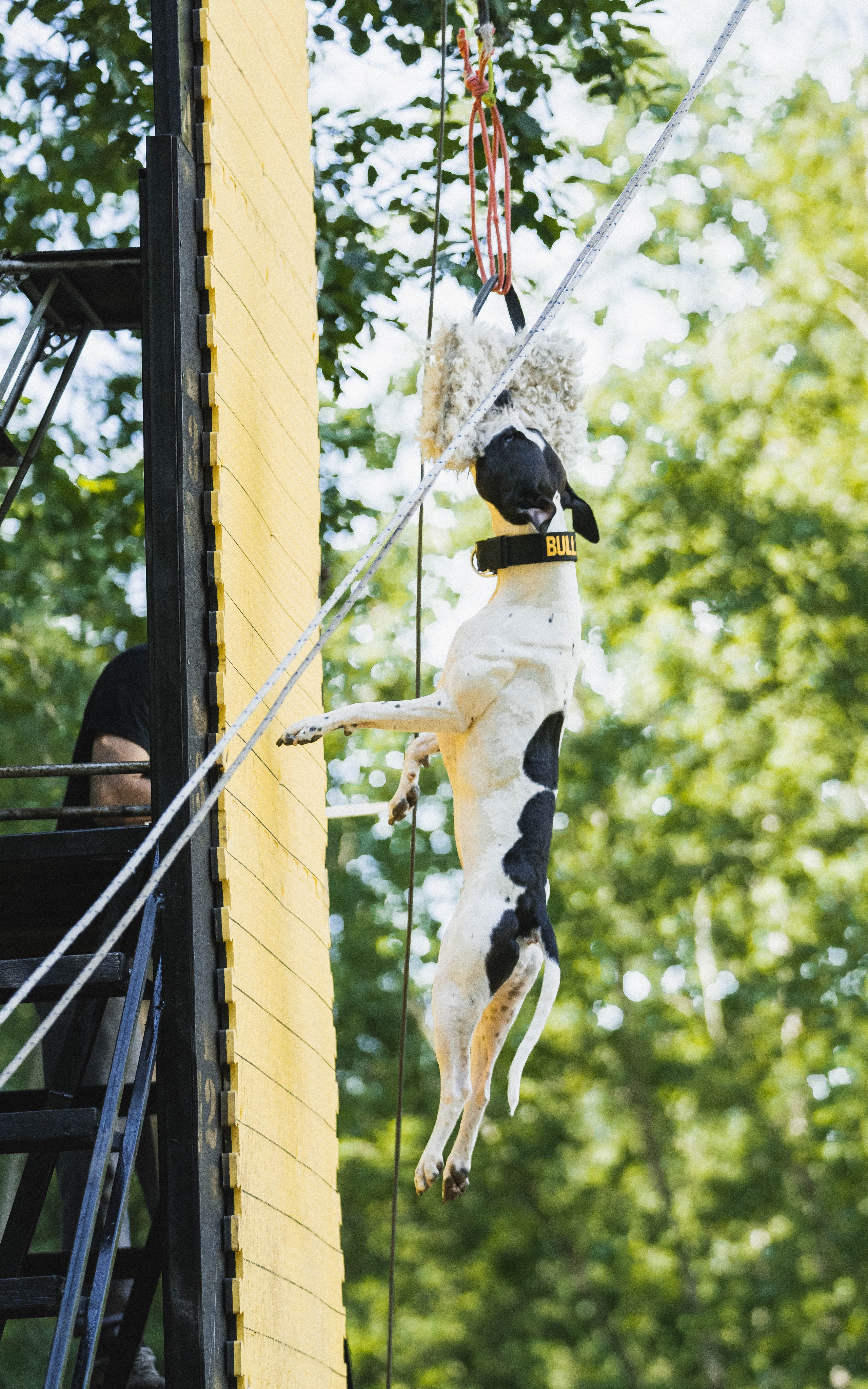 Питстафф-многоборье. Фотограф для людей и их питомцев Вика Шальнева