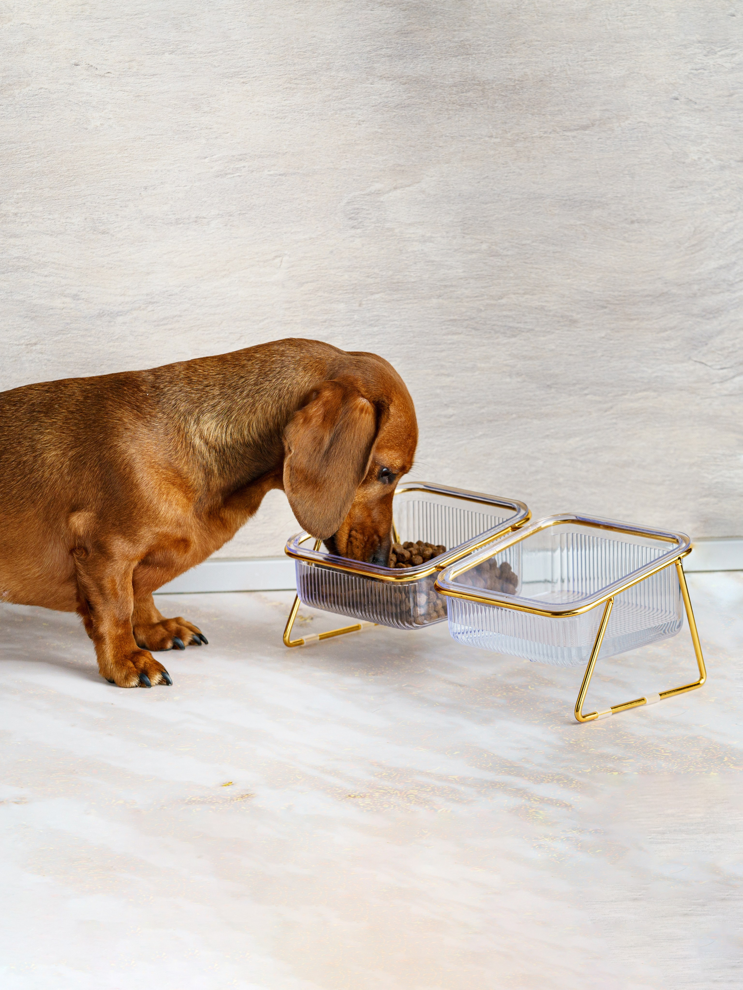 Съемки с животными. КЕД Студия-контент агентство полного цикла СПБ. Создаём фото, видео и контент, который помогает брендам и селлерам продавать больше