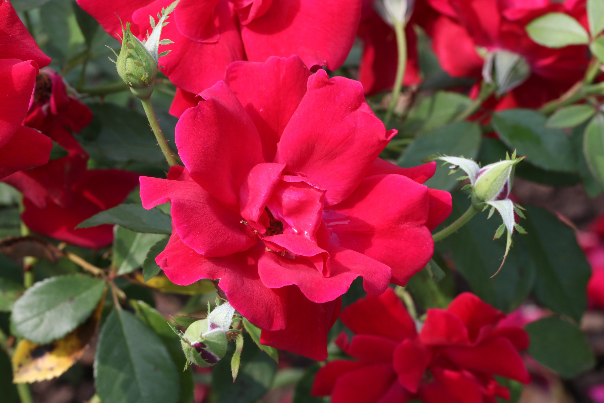 Долина роз в Кисловодске. Фото-художник и Репортажный фотограф Николаев Александр Алексеевич