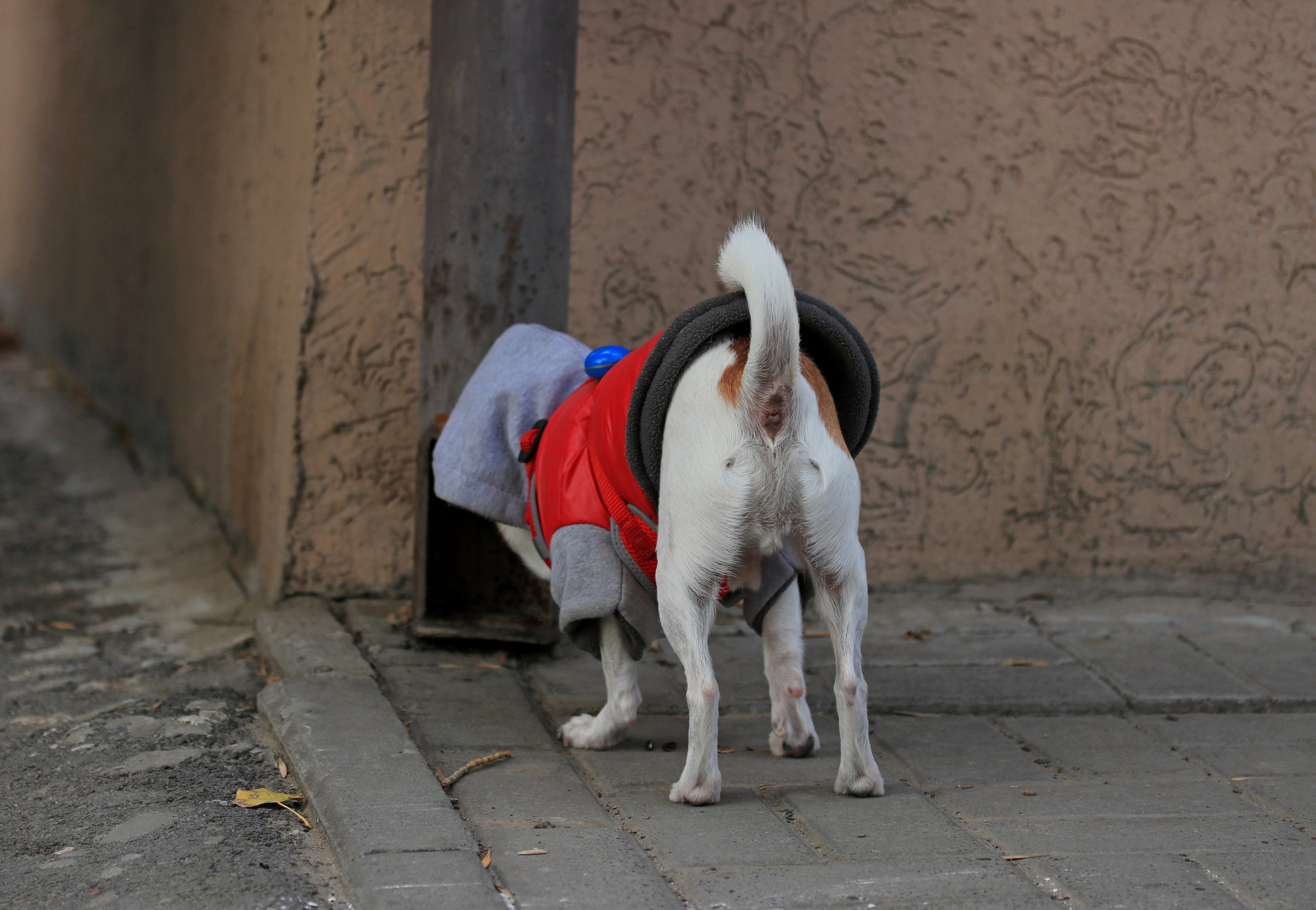 Домашние животные-Собаки. Фото-художник и Репортажный фотограф Николаев Александр Алексеевич