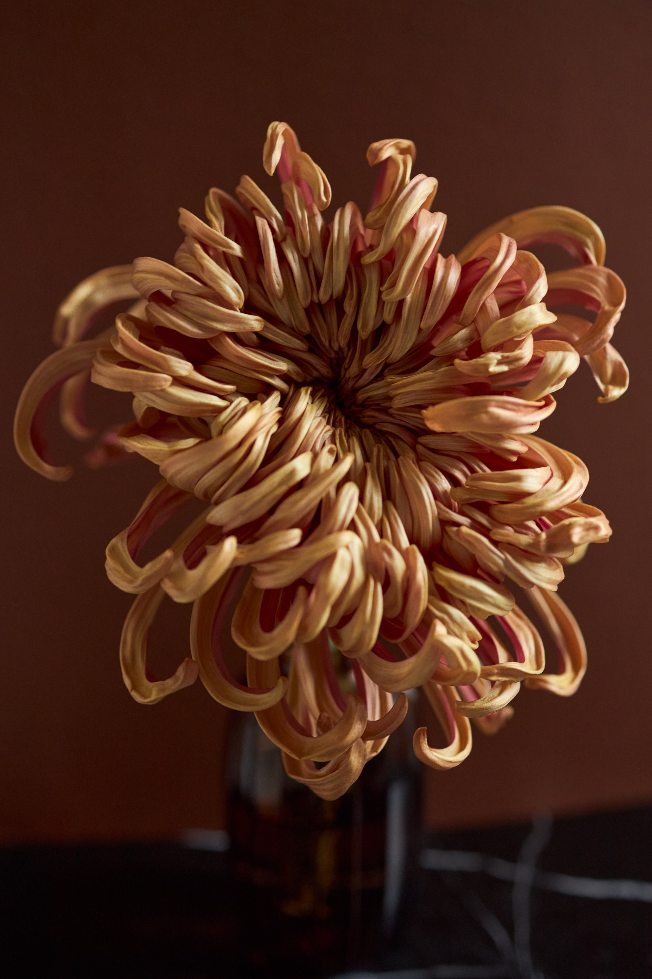 Esthetic. Фотограф Москва / TASIA_ZHUKOVA Photographer Moscow