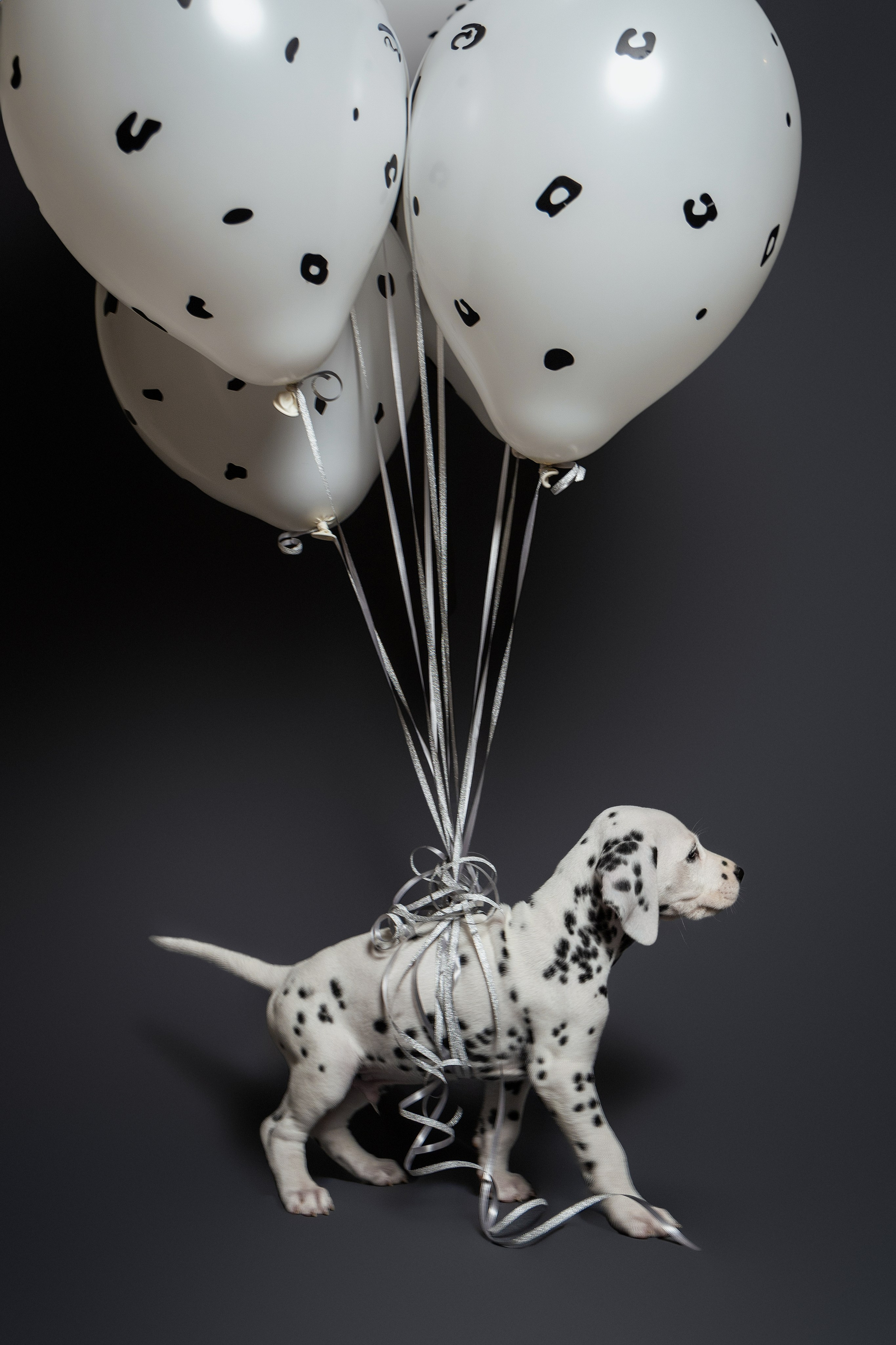 Фотосессии и фото-проекты. Доставка воздушных шаров по Санкт-Петербургу и лен. области