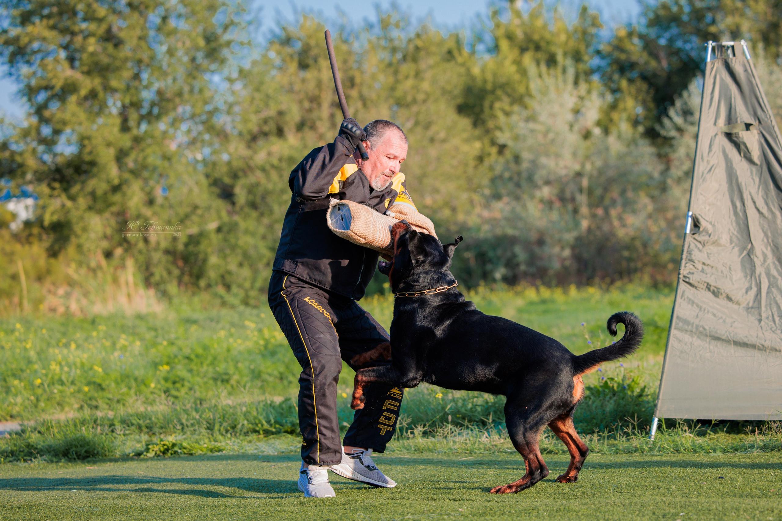 Анапа ротвейлеры 14-15.09.2024. Фотограф-анималист Юлия Германика