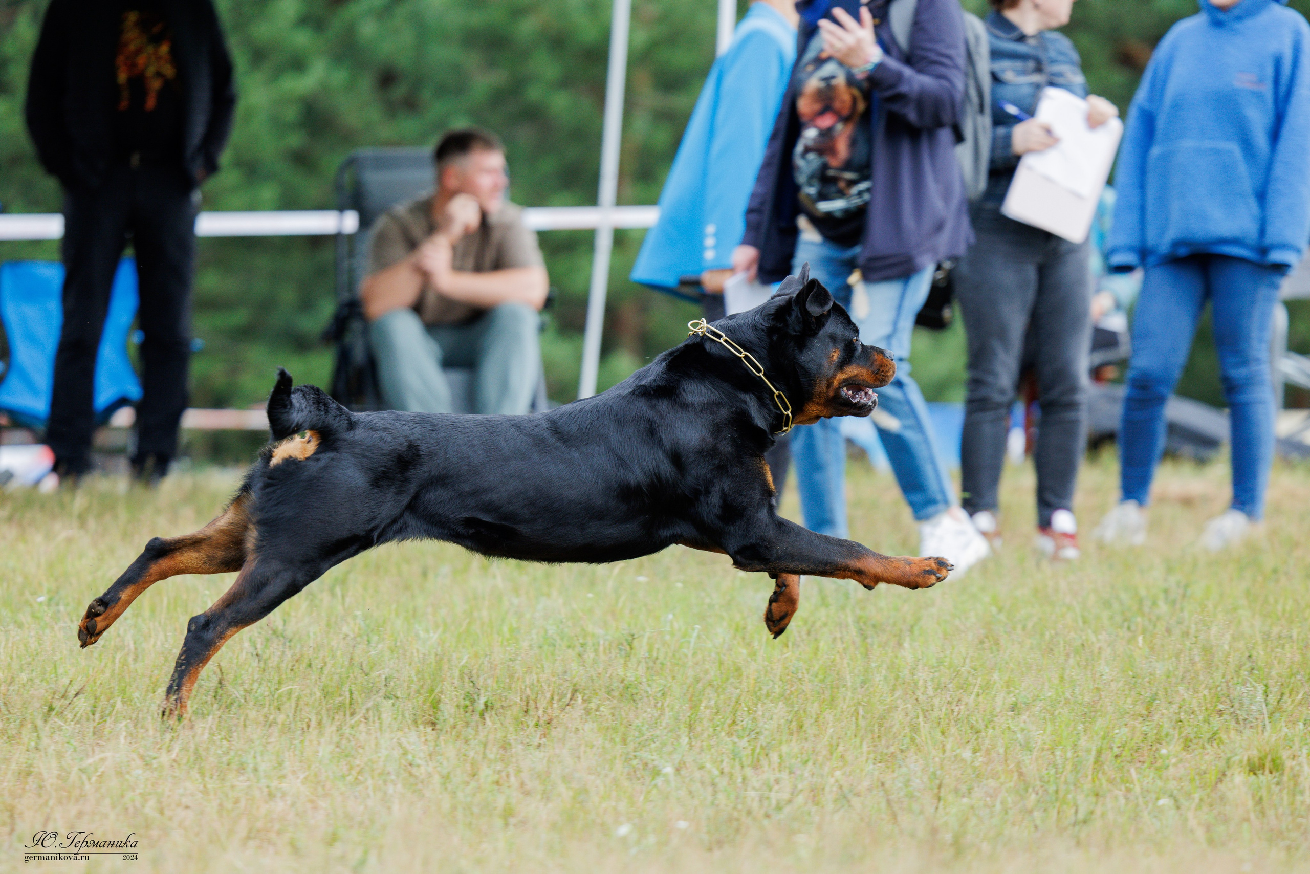 ПК и КЧК ротвейлеры Тверь 6-7.07.2024. Фотограф-анималист Юлия Германика