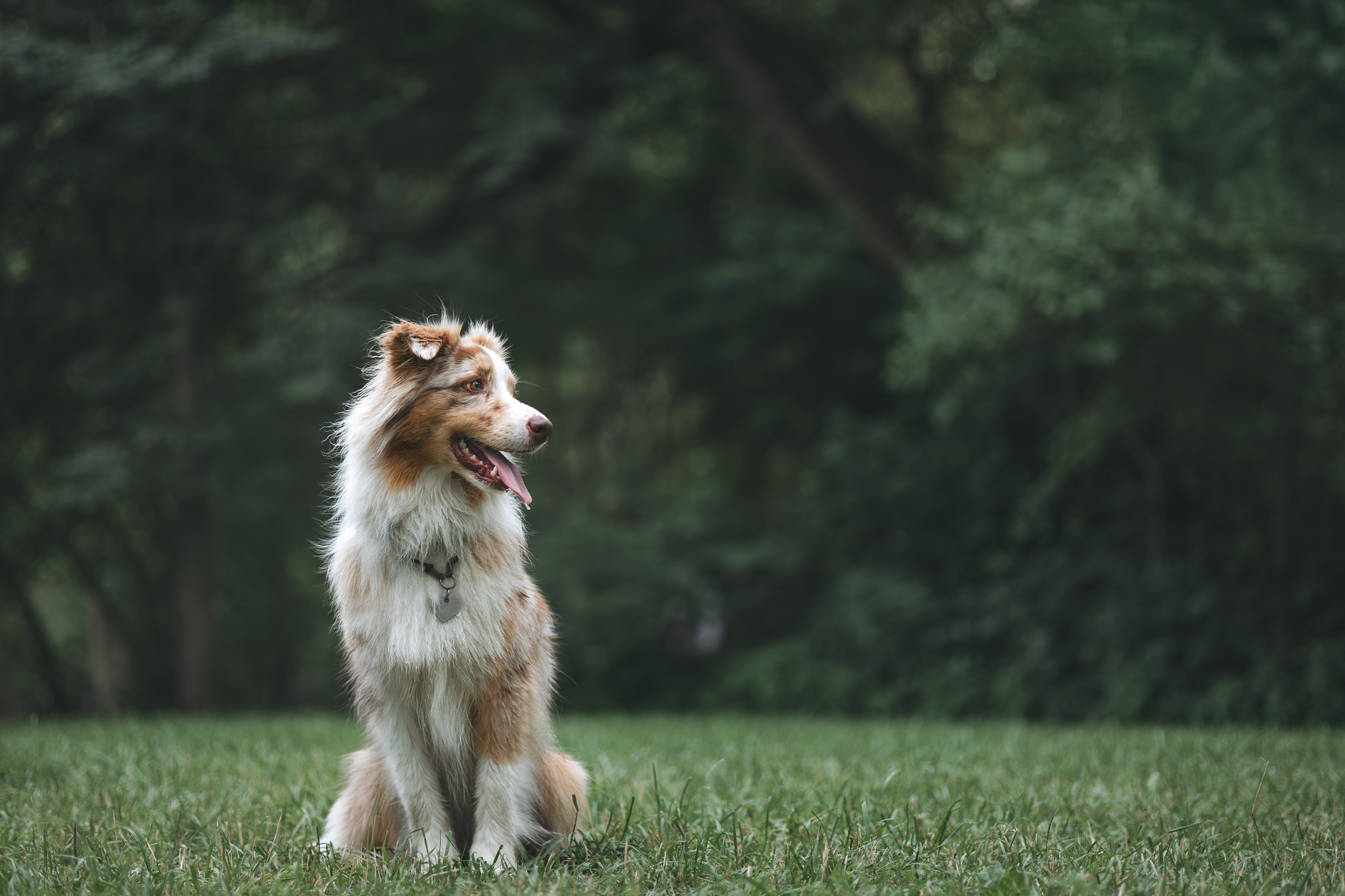 Аусси. Фотограф Анималист в Москве Анастасия Жучкова