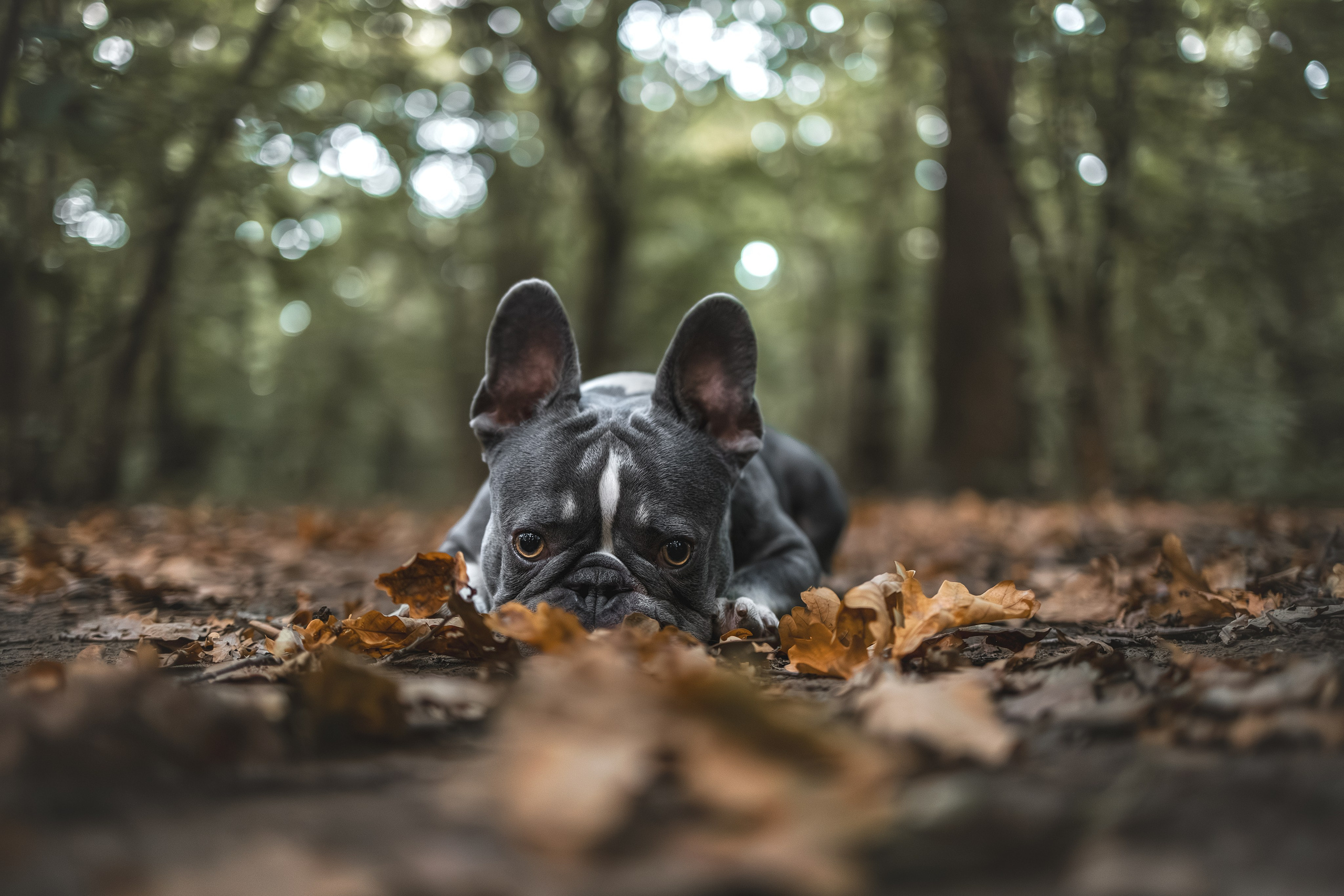 Французский Бульдог в Воронцовском парке (в обработке). Фотограф Анималист в Москве Анастасия Жучкова
