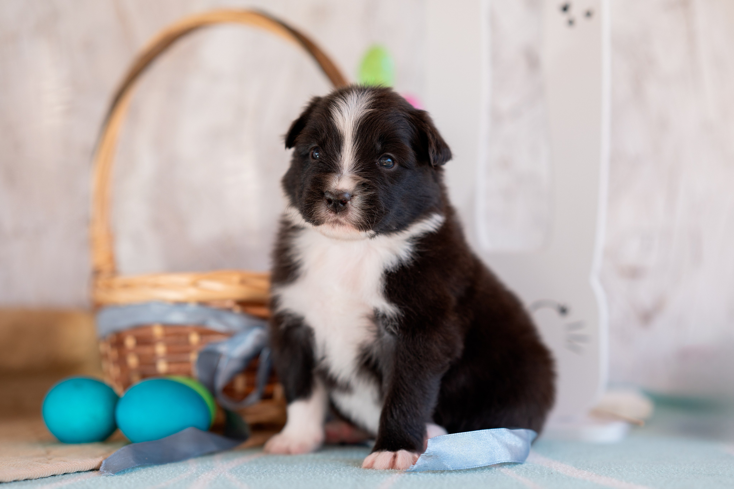 Заводчик Влада Эльман. Творческий фотограф Вологда