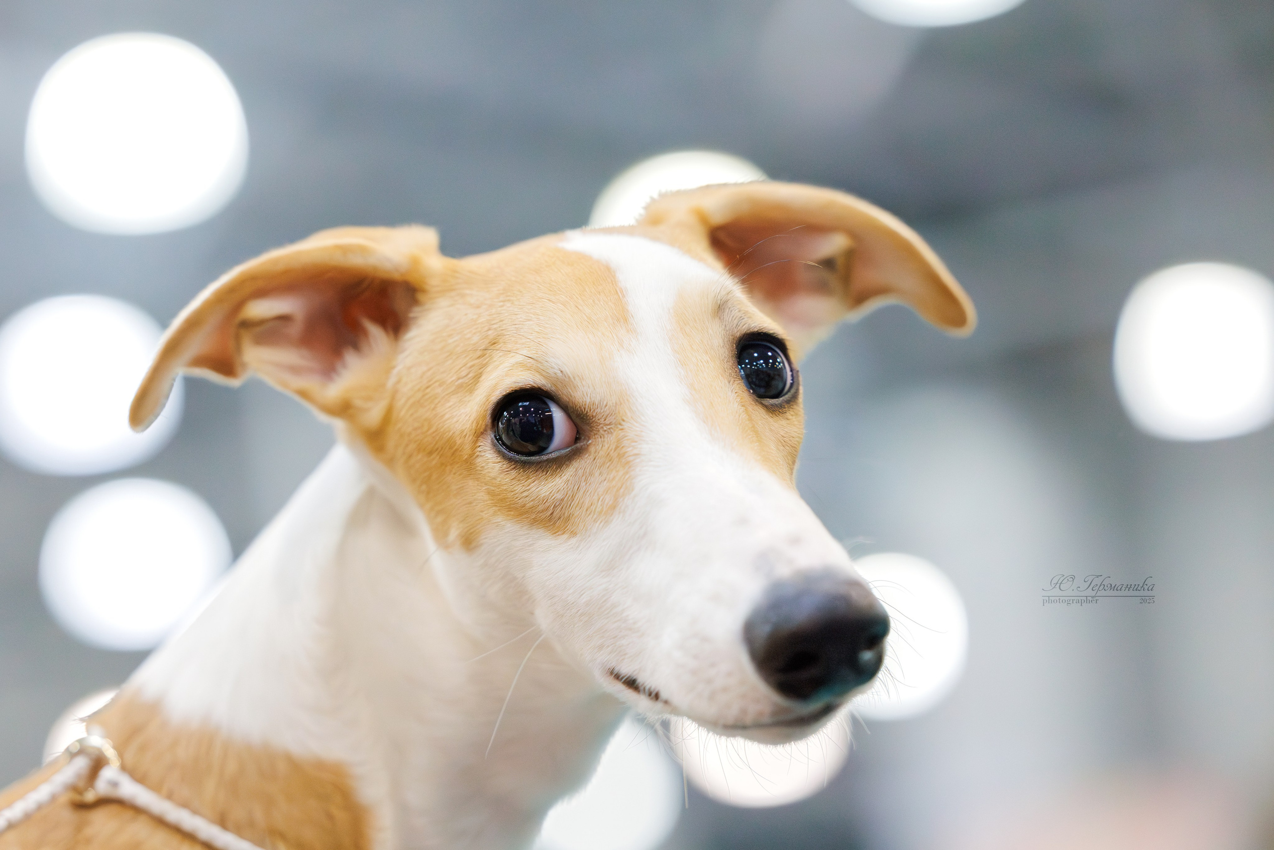 Питер ротвейлеры 18.01,Крокус 19.01.2025. Фотограф-анималист Юлия Германика