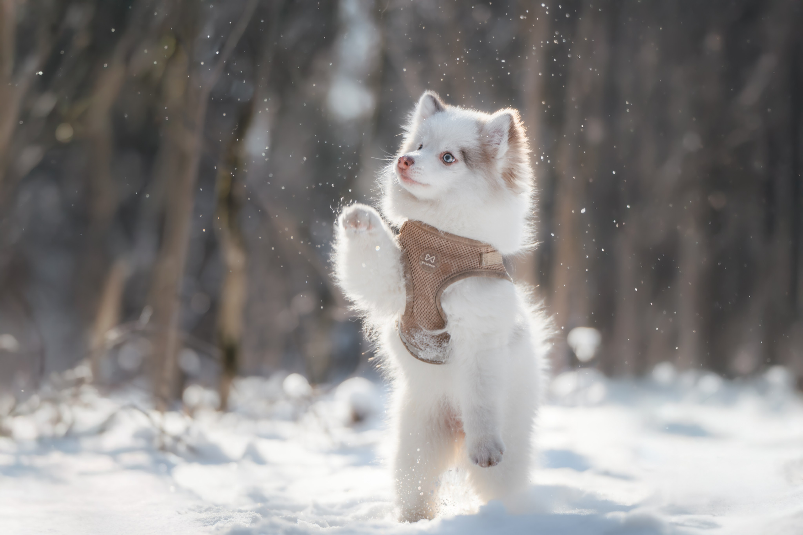 4 щенка помски. Прогулка в лесу. Фотограф Анималист в Москве Анастасия Жучкова