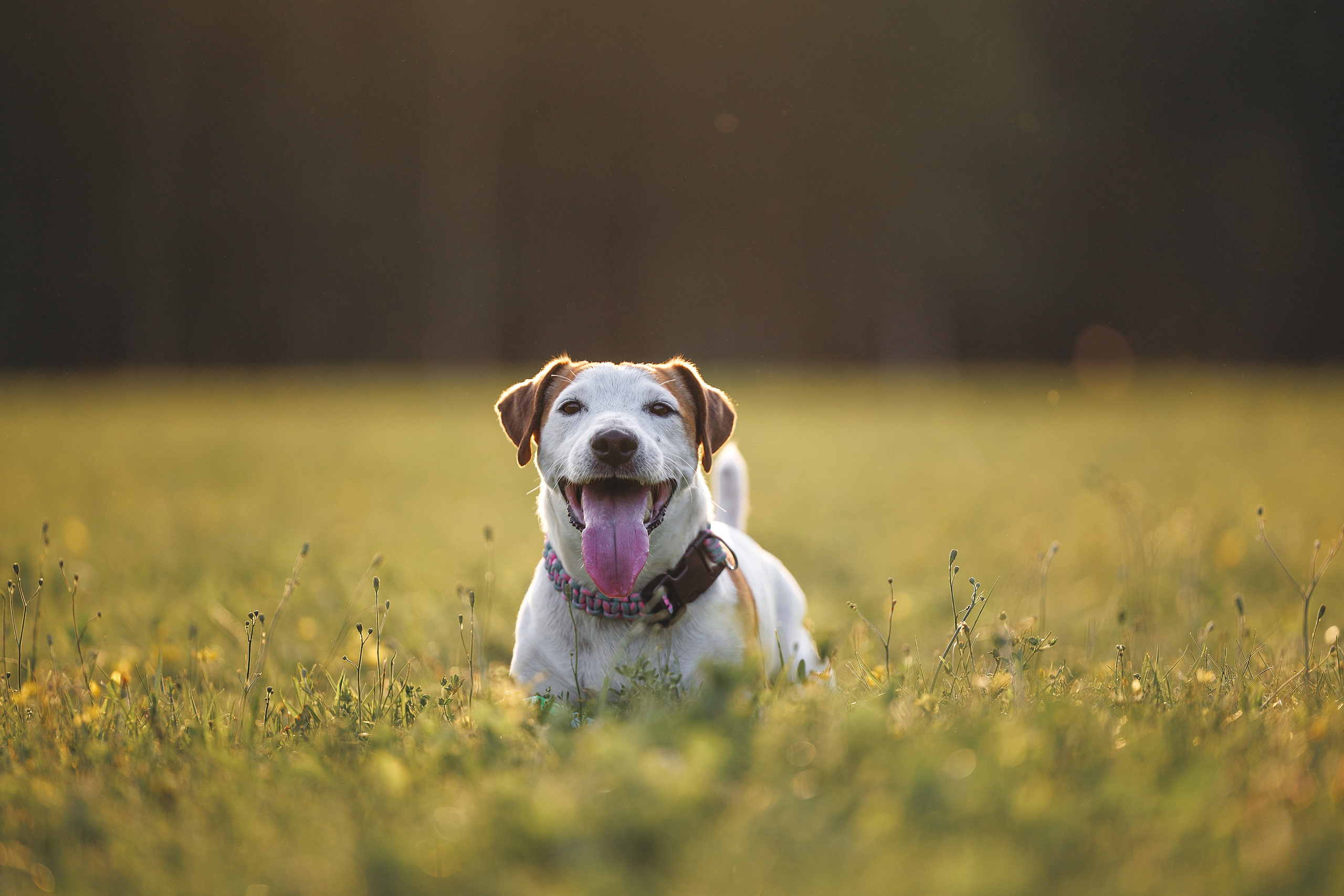 Юлиана и Риф (в обработке). Фотограф Анималист в Москве Анастасия Жучкова