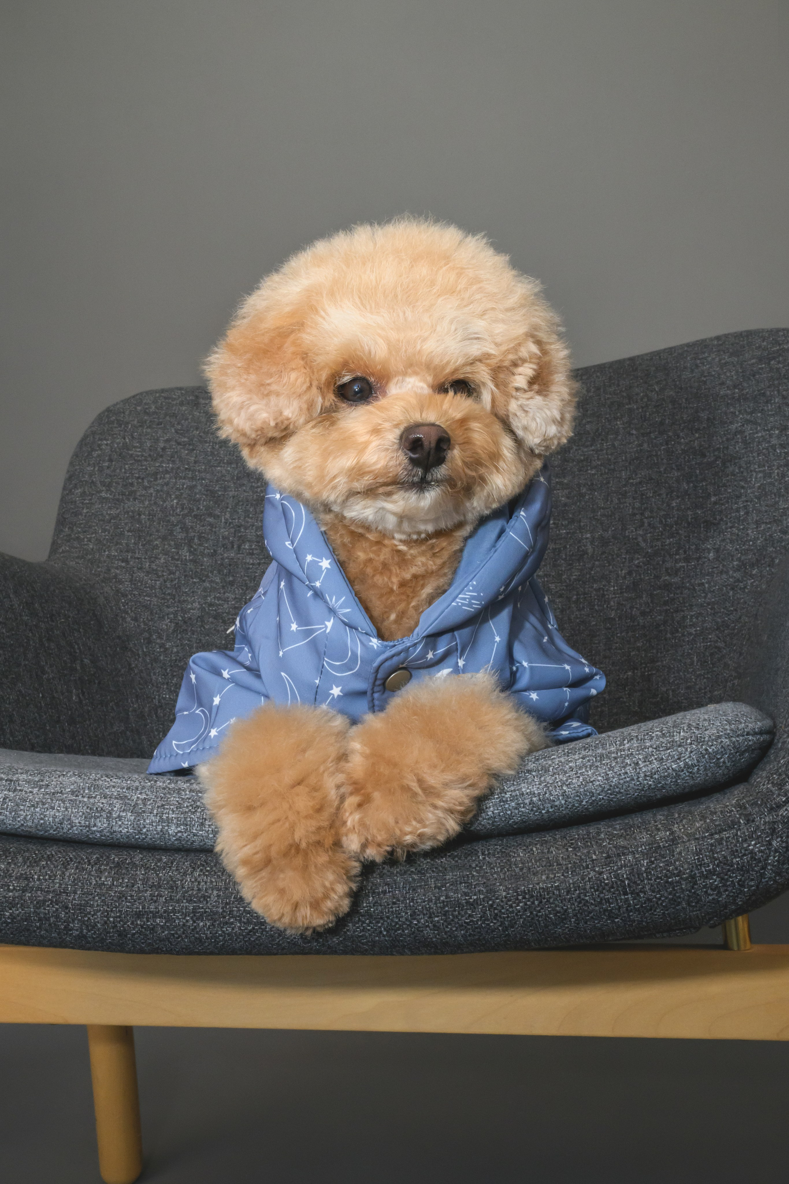 Пудель. Фотограф Анималист в Москве Анастасия Жучкова