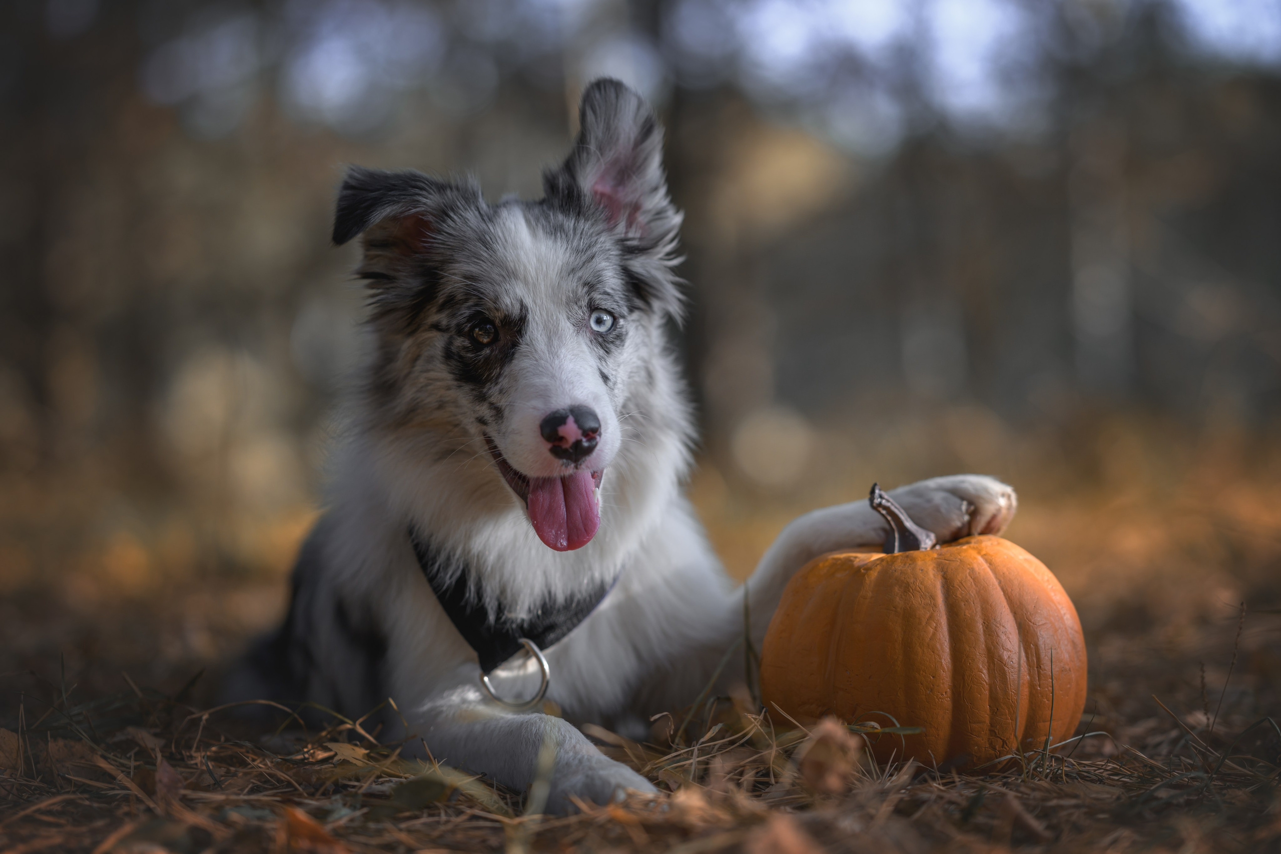 Хэллоуин. Фотограф Анималист в Москве Анастасия Жучкова