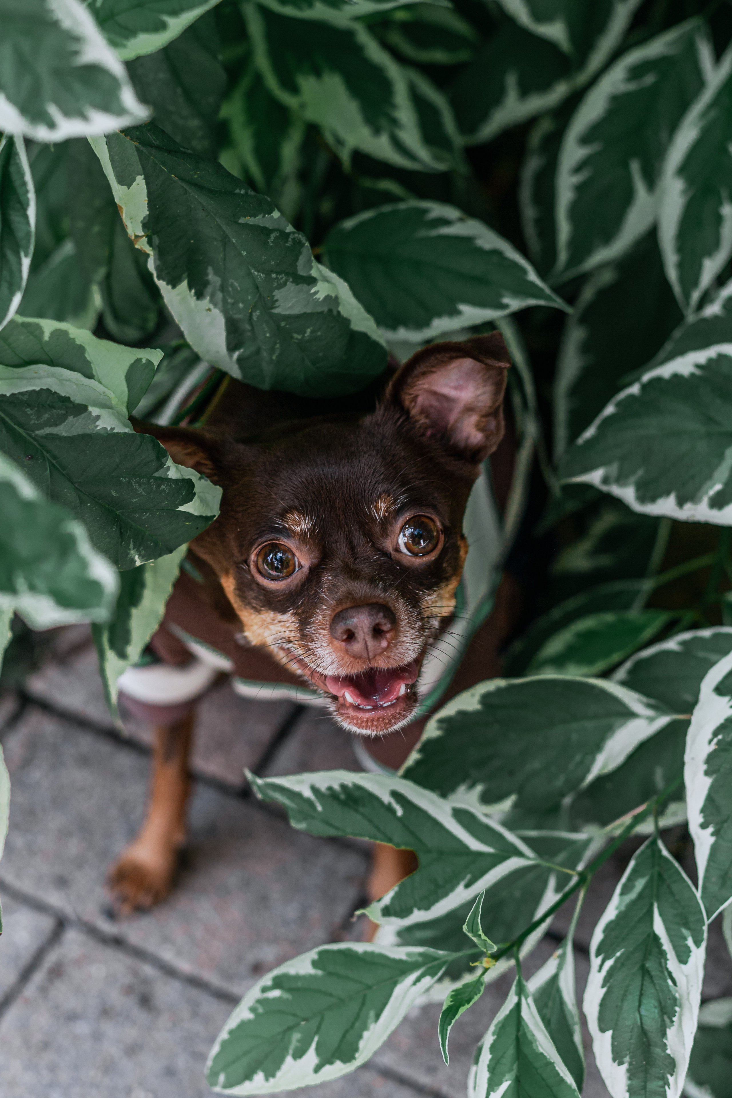 Восточный мост. Фотограф-анималист Татьяна Степанова