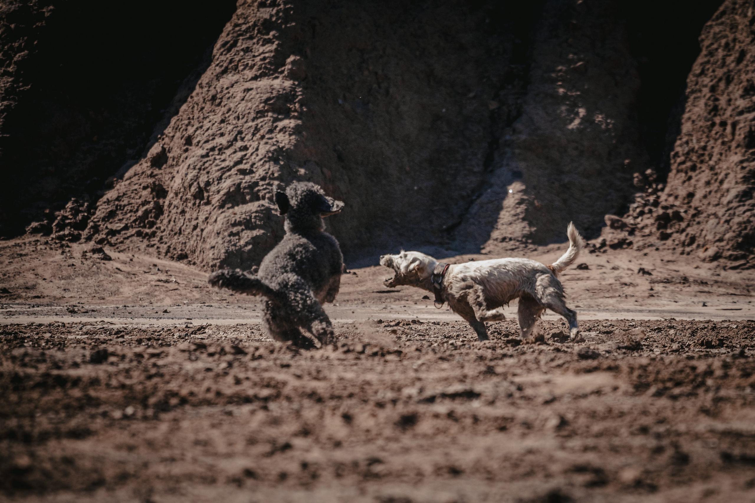 Кондуки. Фотограф-анималист Татьяна Степанова
