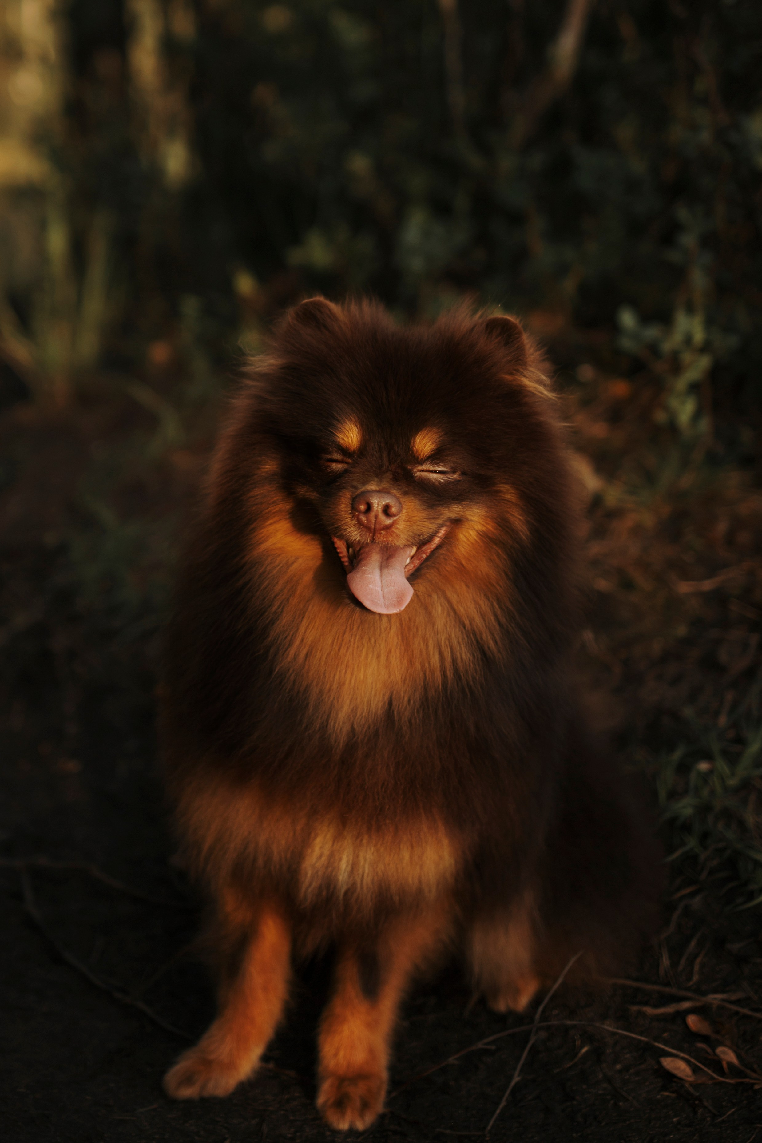 Сапфир и его семья. Фотограф-анималист в Санкт-Петеребурге Титова Алиса