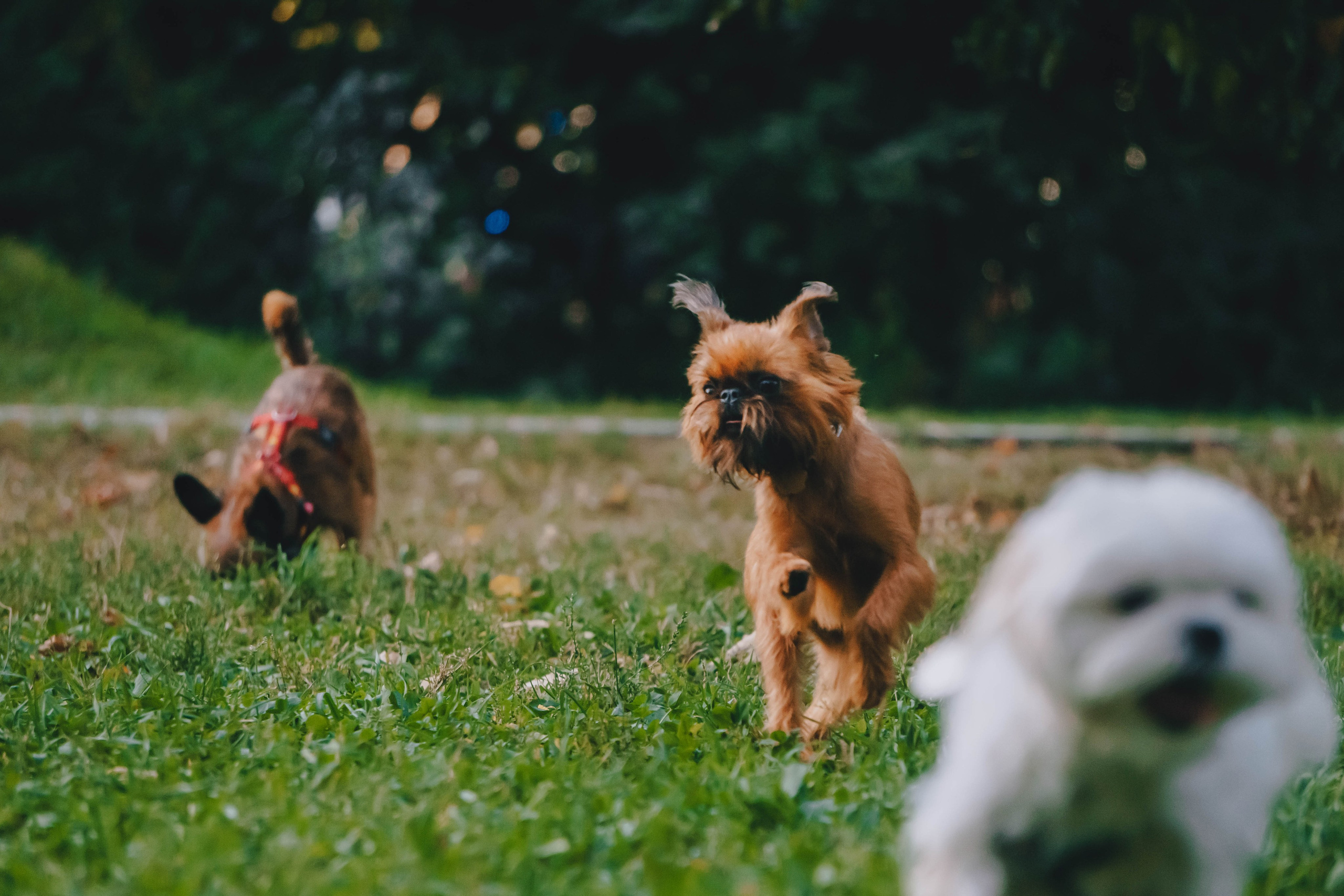Мини-туса гриффоны и брабансоны. Фотограф-анималист Ксения Воробьева, Москва