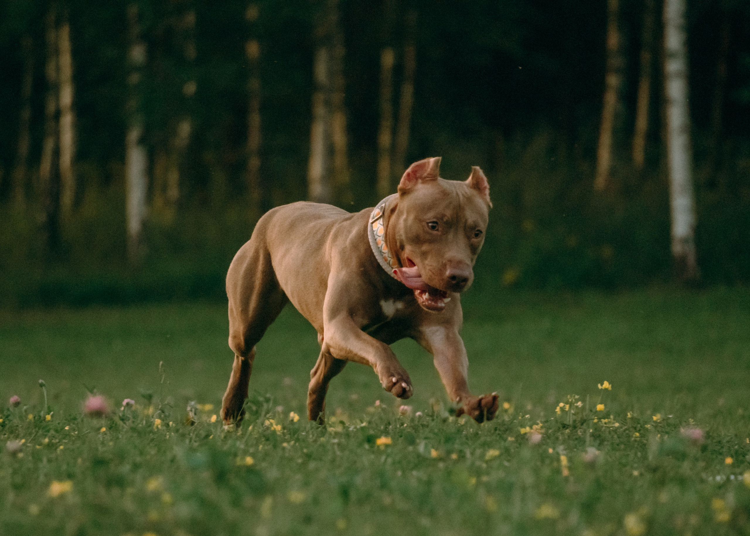 Виолетта, Лила и Питер. Фотограф-анималист Ксения Воробьева, Москва