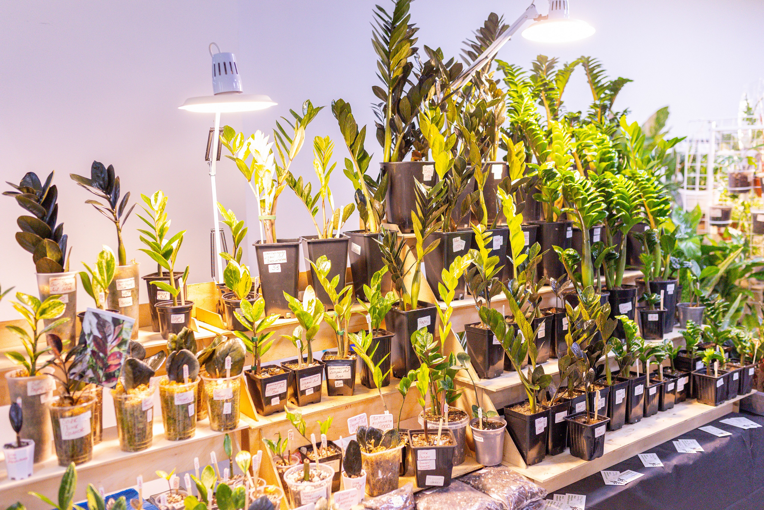 Монстериум 11–12 октября. Александра Куликова фотограф, Москва