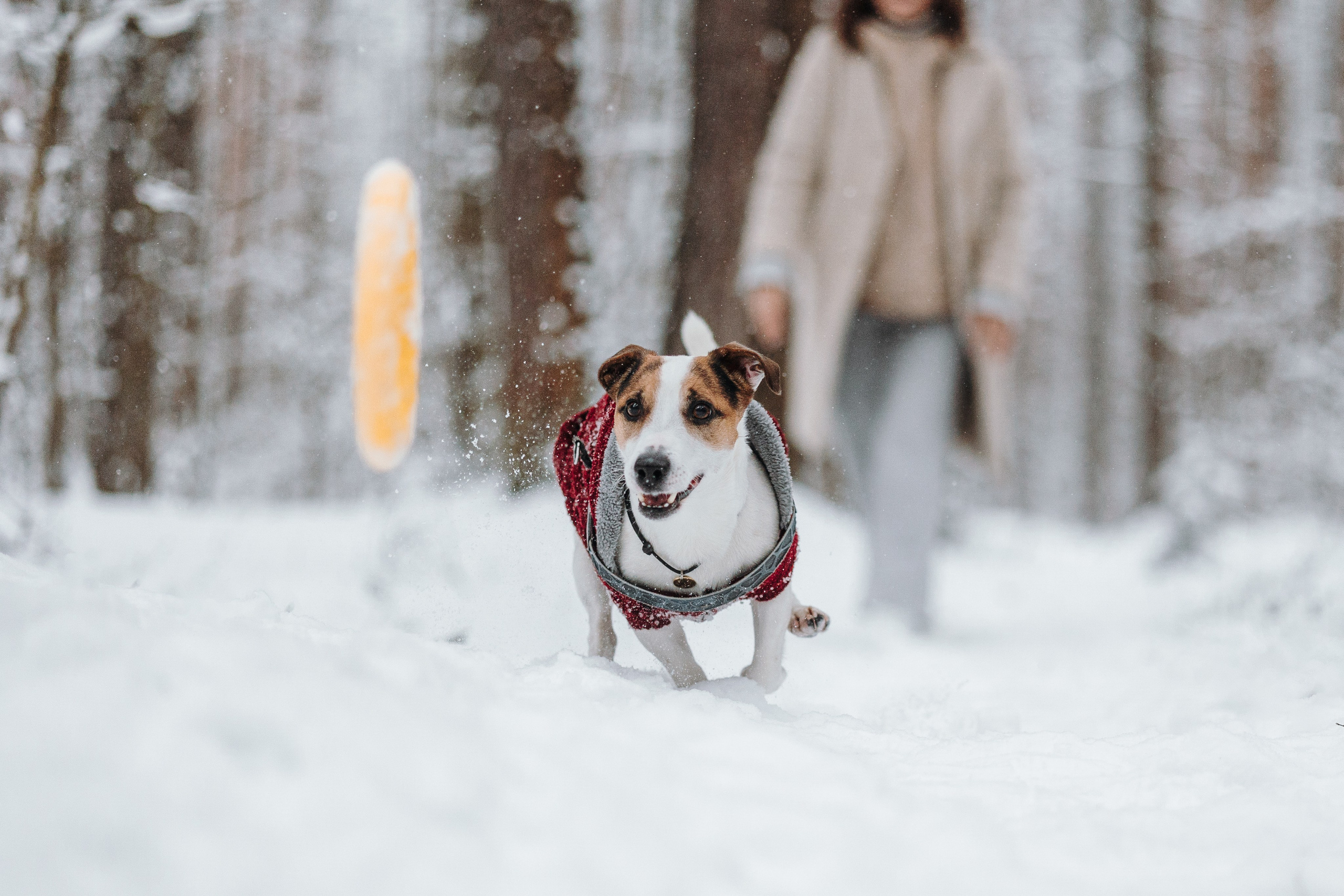Наталья и Микки. Фотограф — Анималист | Санкт-Петербург