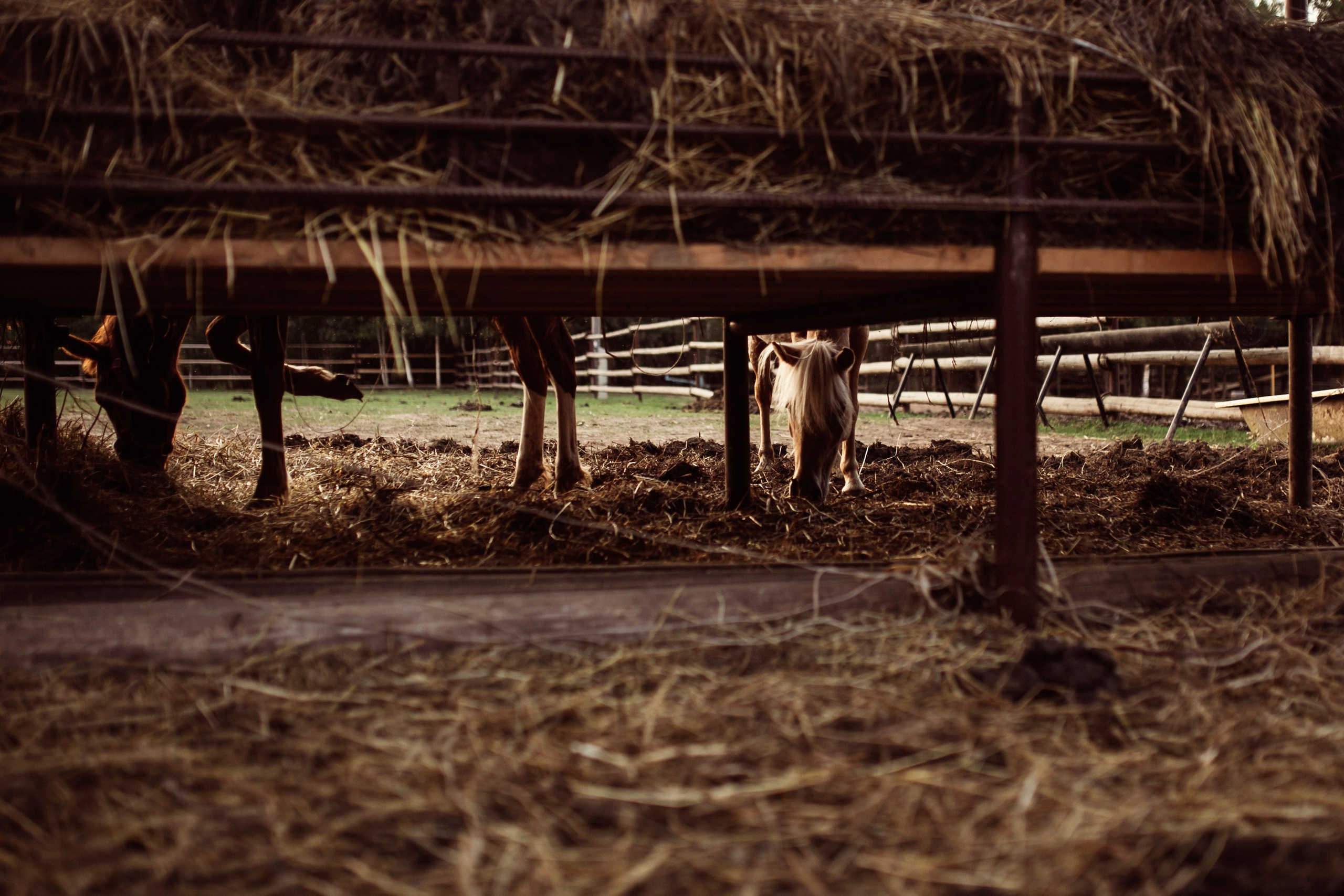 Граф. Семейный и детский фотограф в Ижевске Анастасия Камариттинова