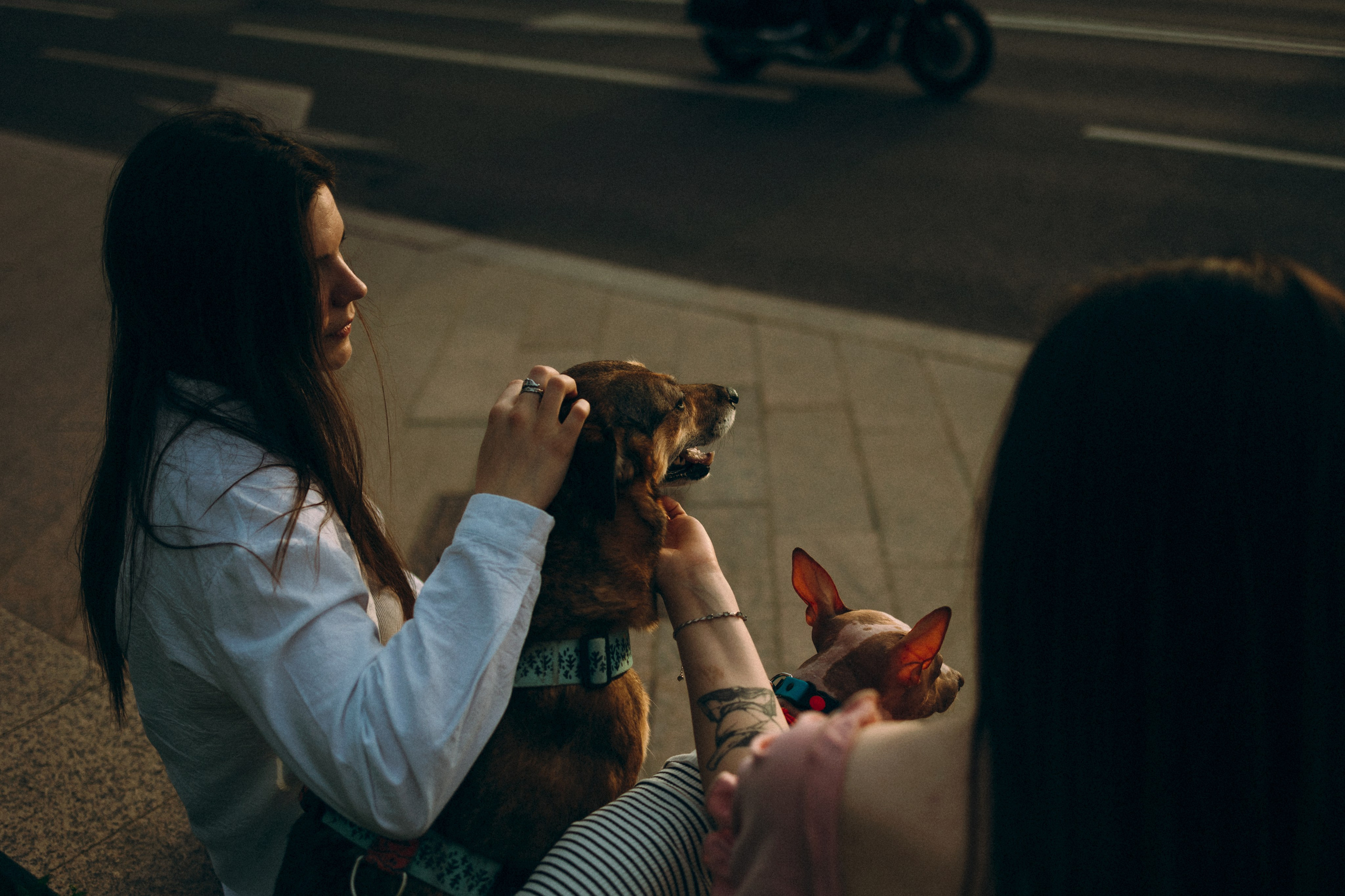 Глаша, Айрон, Ксюша и Оля. Фотограф анималист Анастасия Пикей