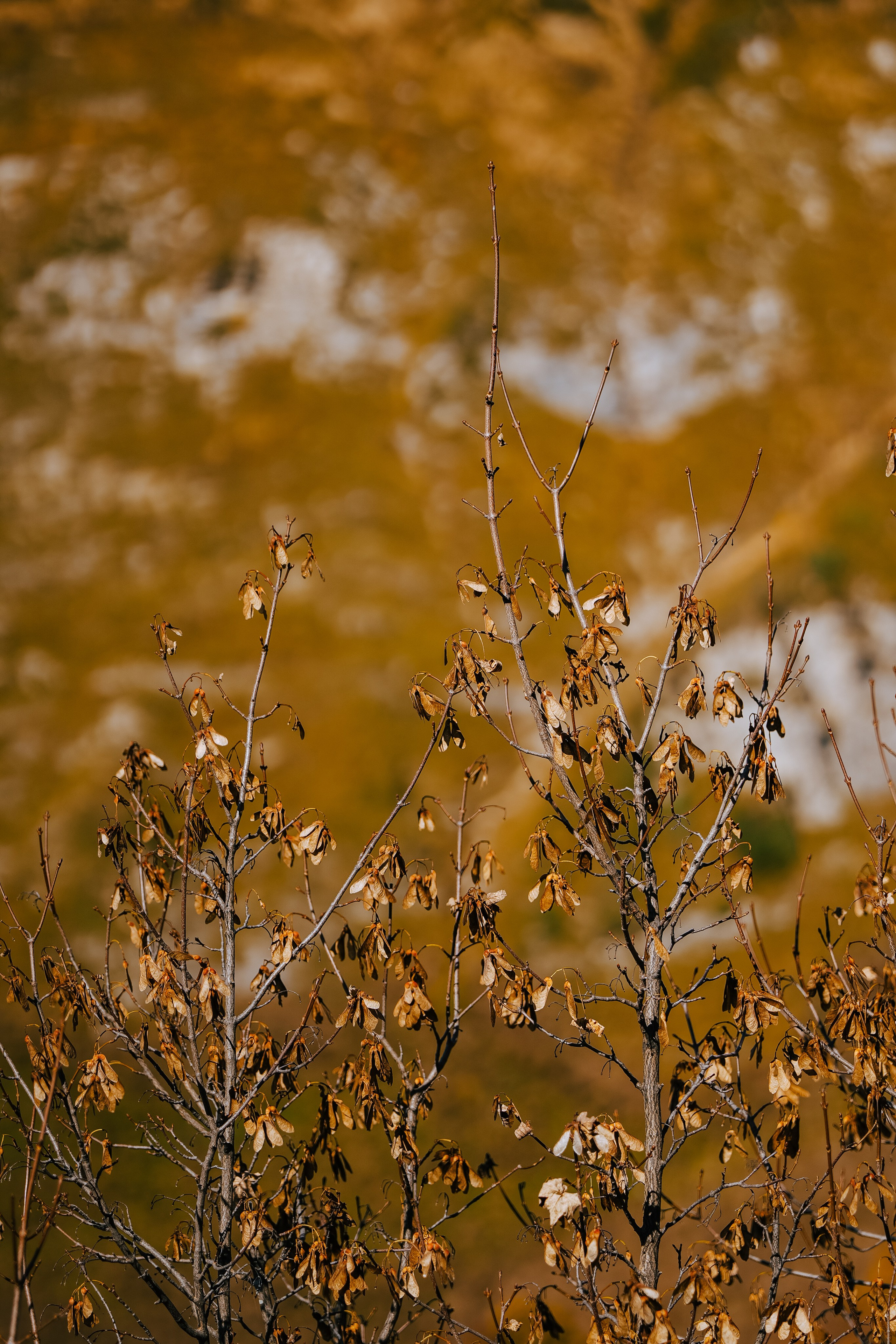 Роза Пик, тропа Турья ✽ Октябрь. Репортажный фотограф | Роза Хутор Красная Поляна Сочи Сириус