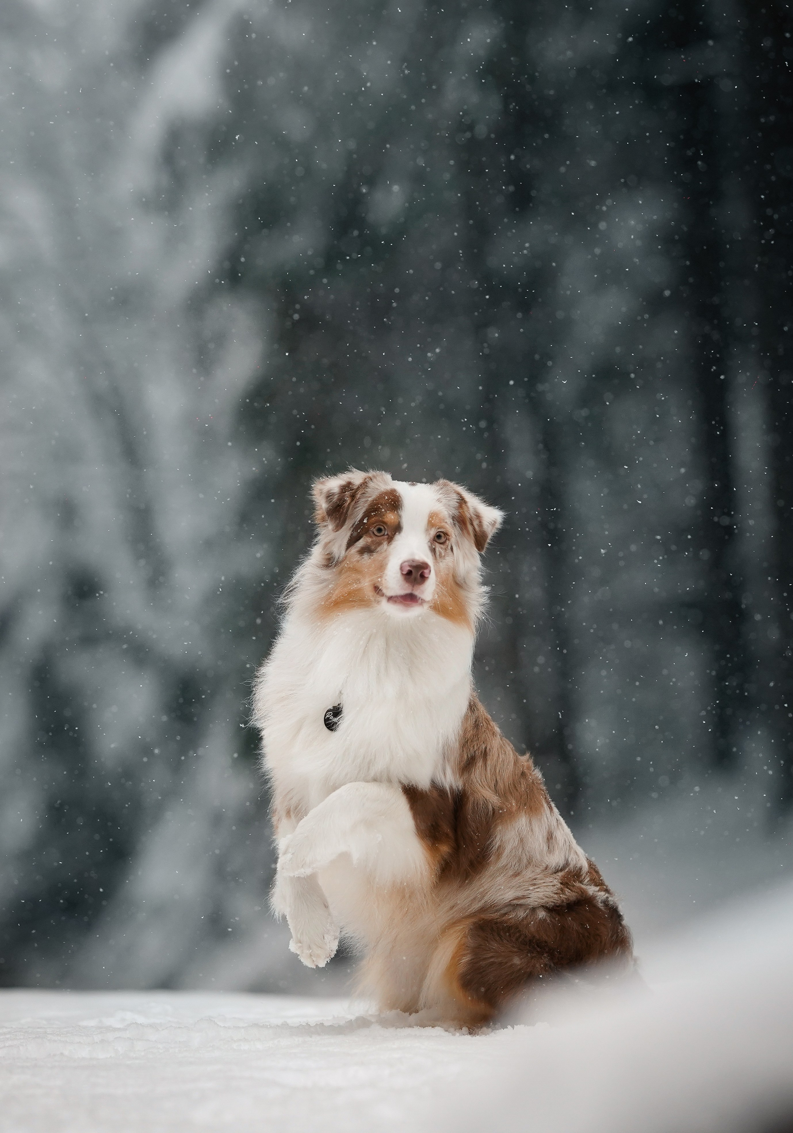 Панда. Фотограф-анималист в Санкт-Петербурге Яна Мартынова