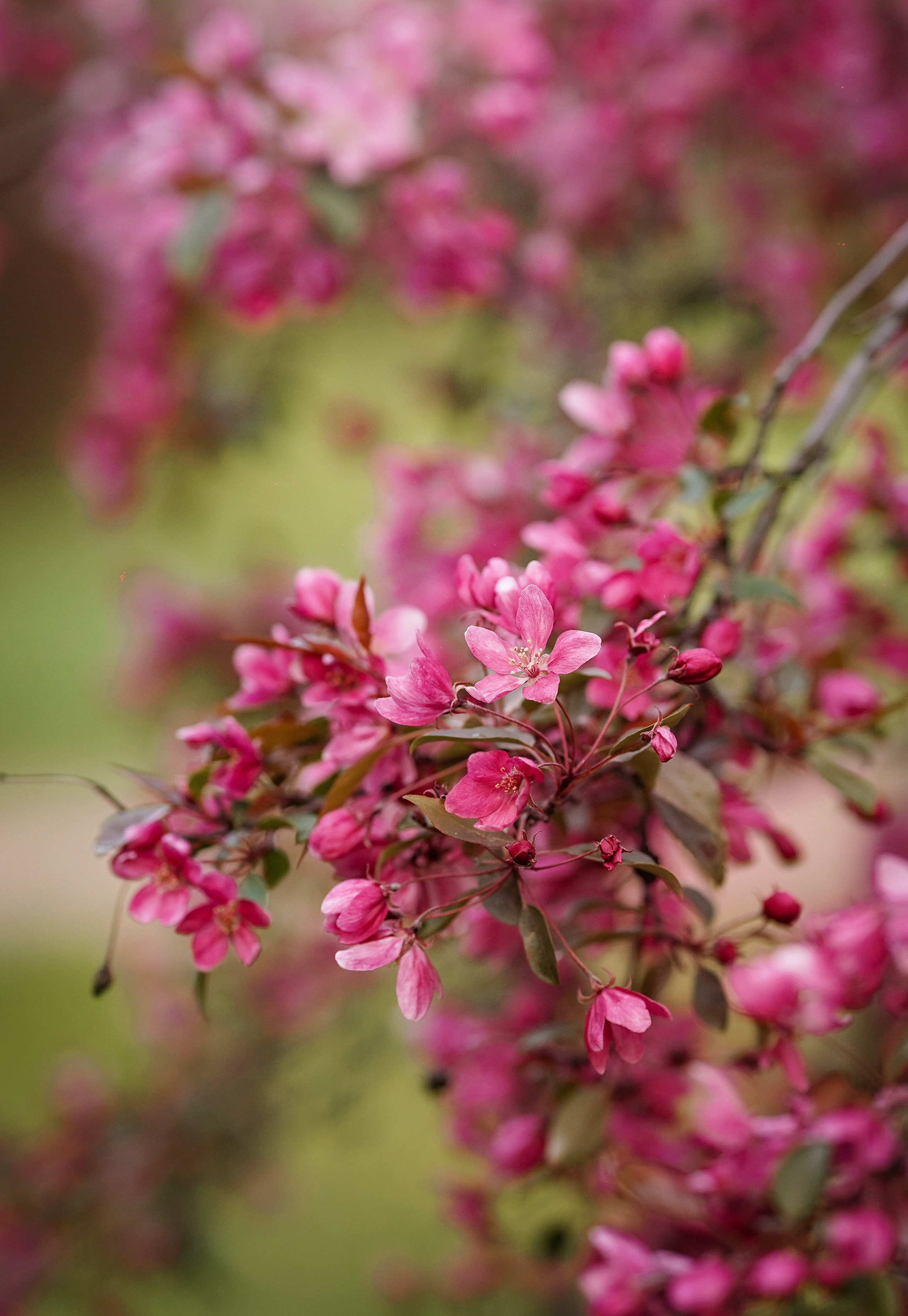 Панда в Яблоневом саду. Фотограф-анималист в Санкт-Петербурге Яна Мартынова
