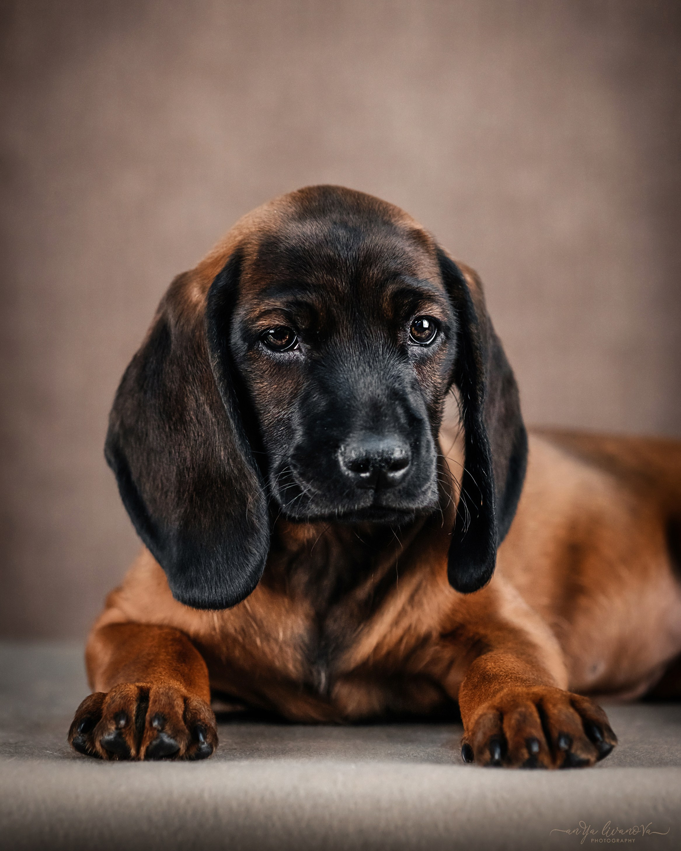 Баварские гончие. Фотограф анималист Аня Ливанова | Рыбинск