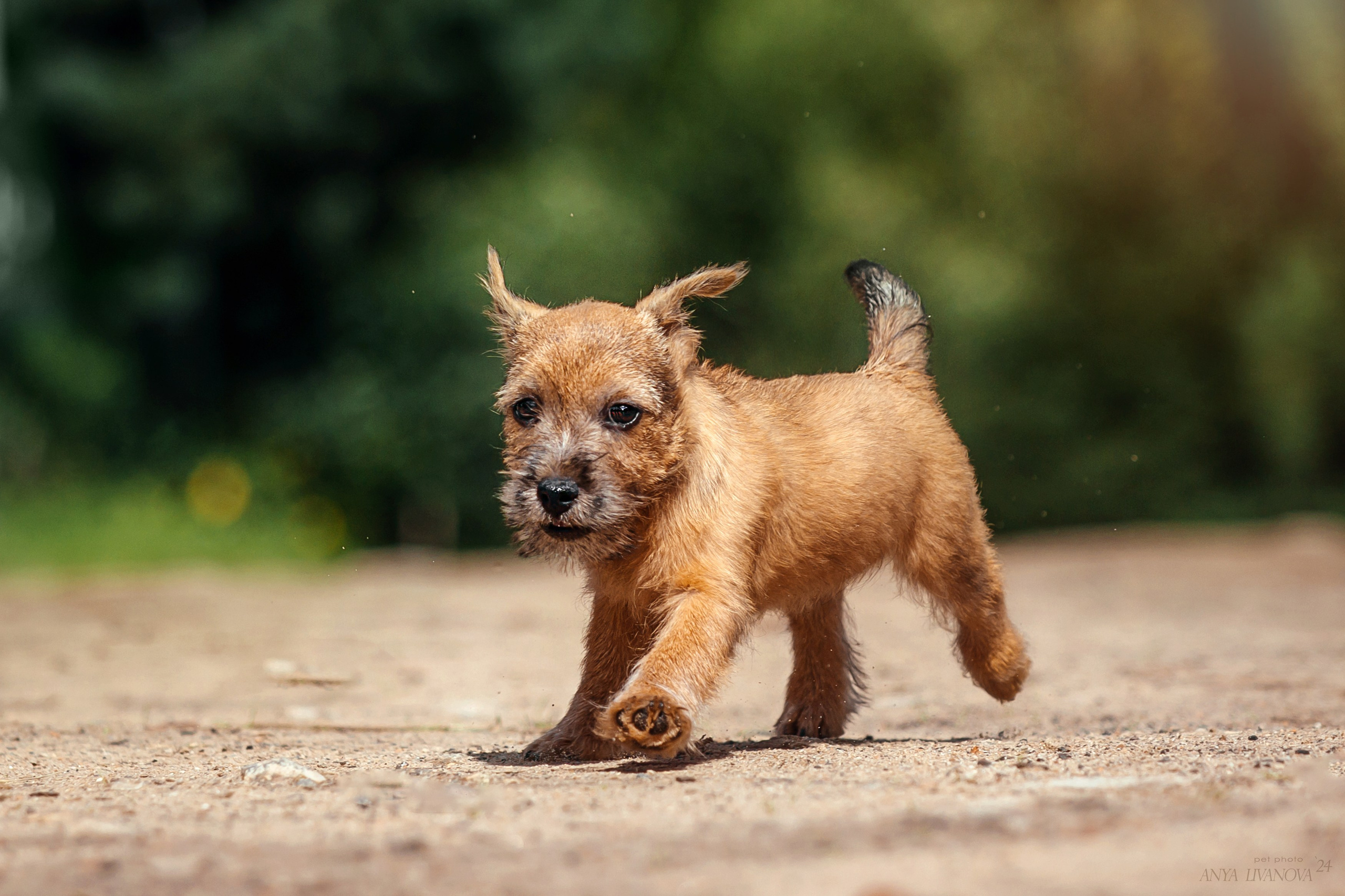 Норвичи. Фотограф анималист Аня Ливанова | Рыбинск