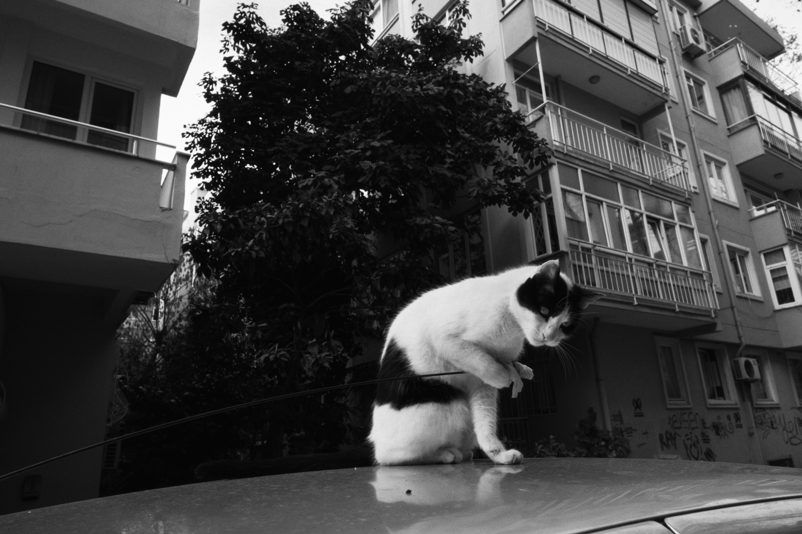 Kadikoy x Moda, Istanbul / Türkey AW25. Фотограф Юрин Евгений