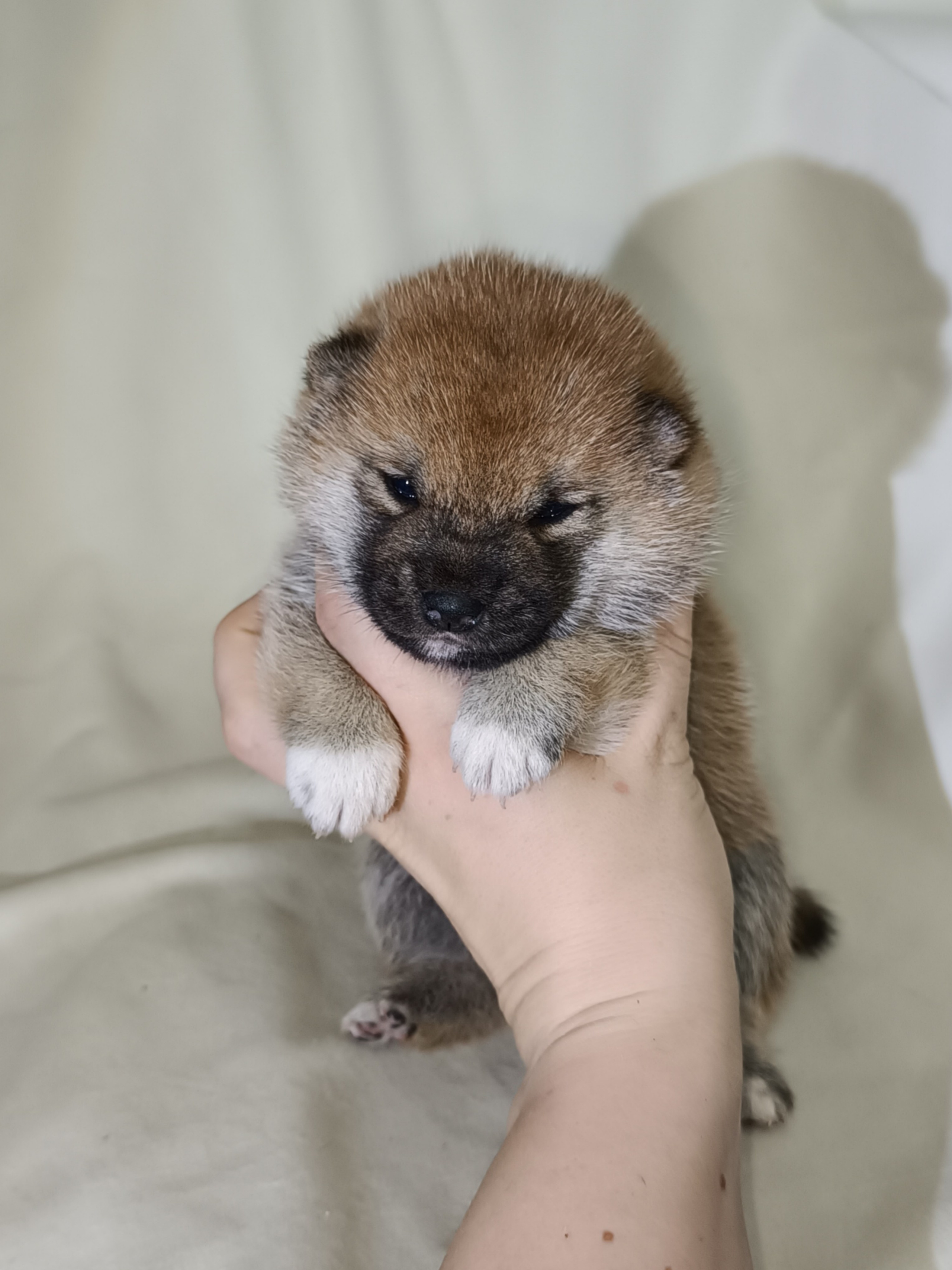 сиба питомник Рубилайт щенки на продажу rubylight  сиба щенки купить СПб Санкт-Петербург 