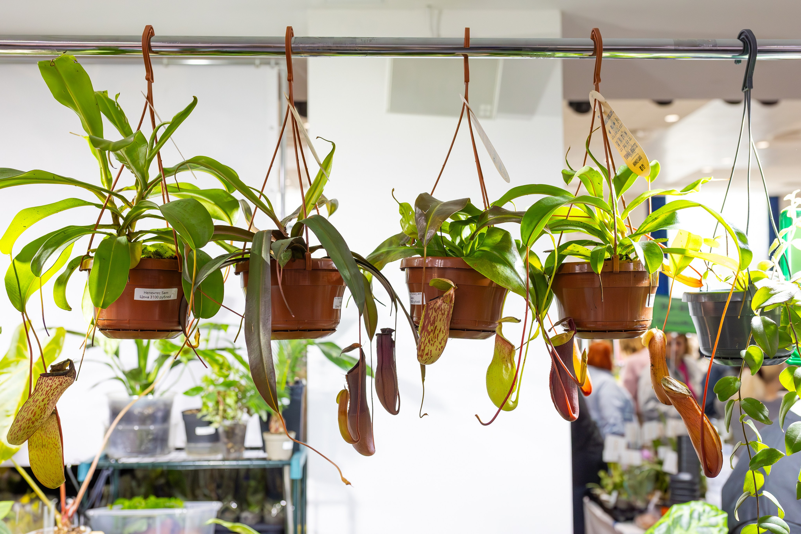 Орхидиум сентябрь 2025. Александра Куликова фотограф, Москва