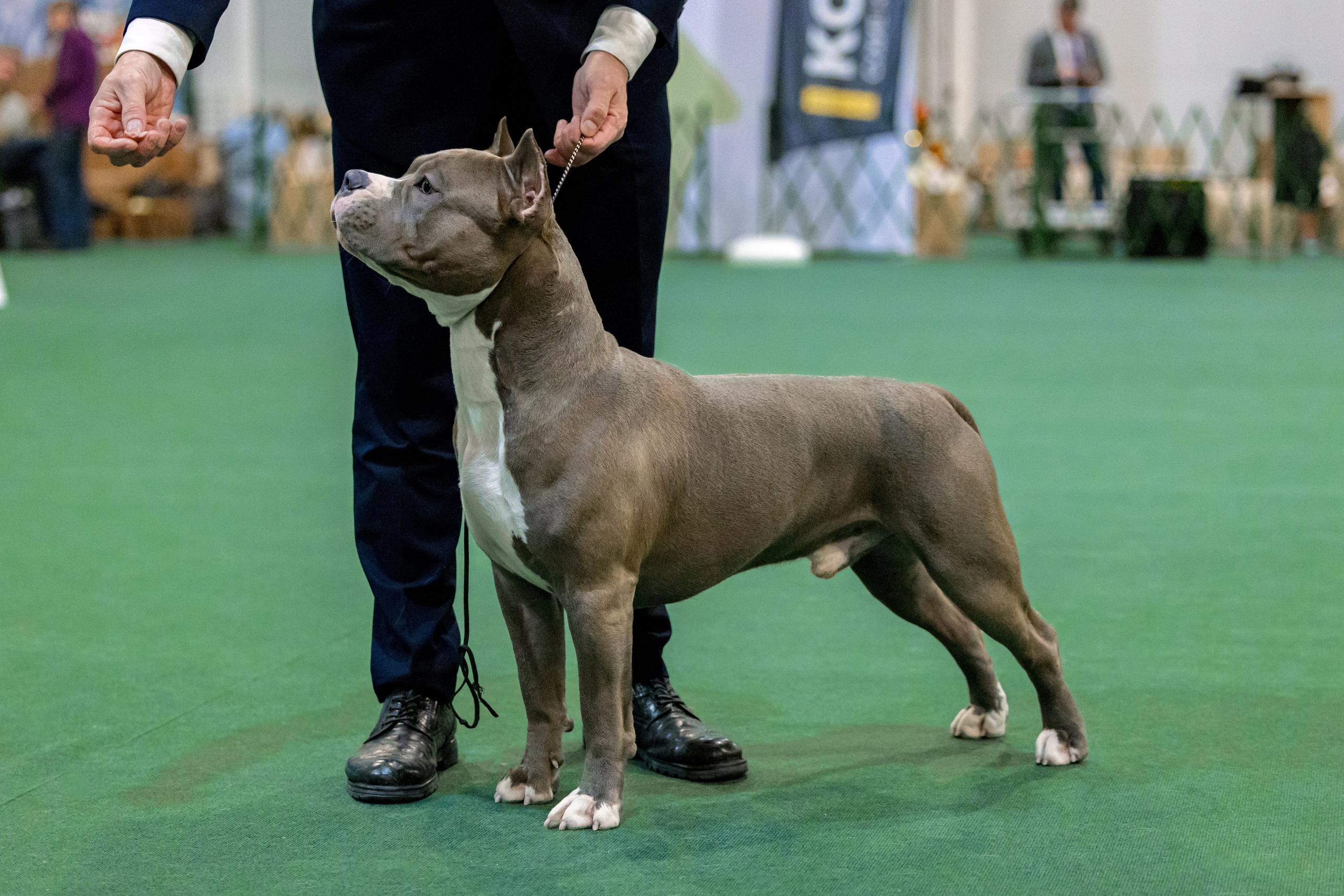 Крокус 3,9 и 10.12.2023. Фотограф-анималист Юлия Германика