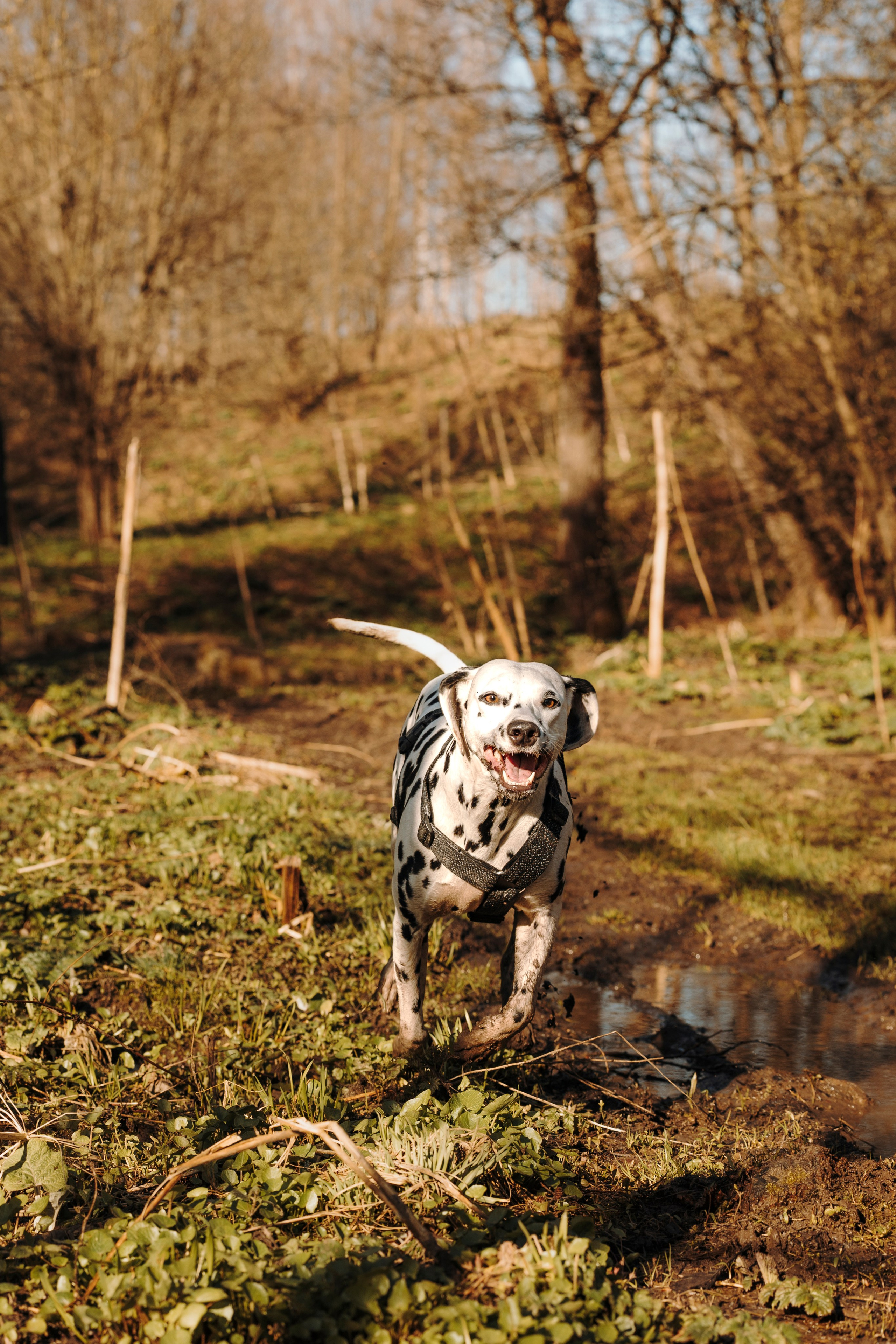 Смена в «DogCamp». Анастасия Белаш