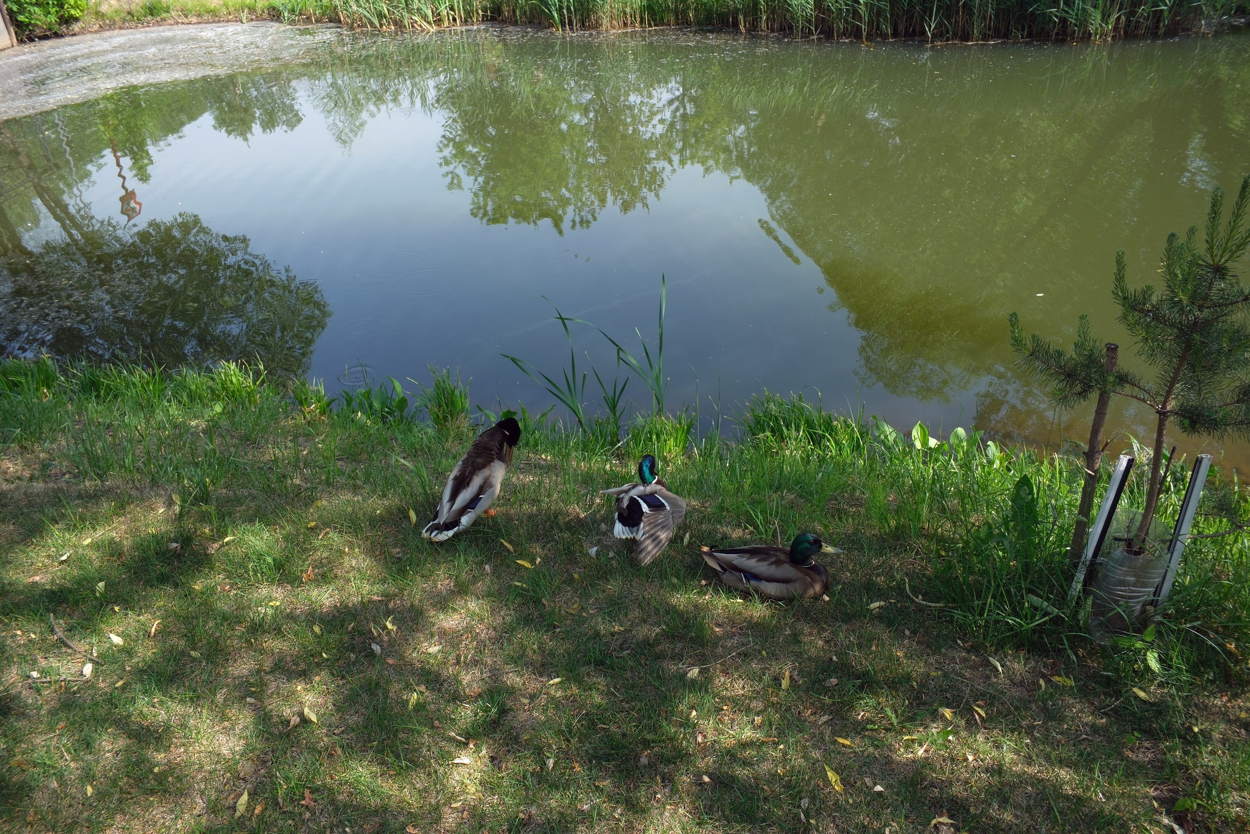 31.05.2025. Покровский парк. Активное долголетие. Улица, люди, жизнь…