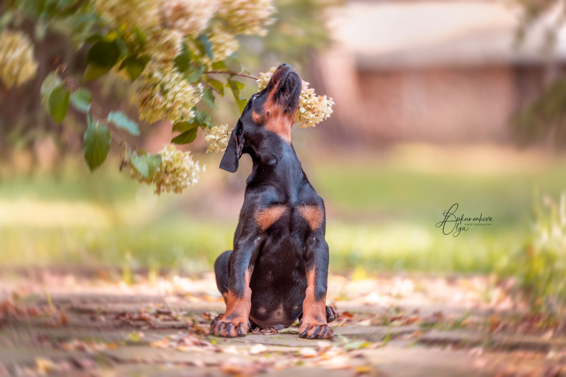 У Татьяны. Фотограф анималист Ольга Луканенкова в Москве