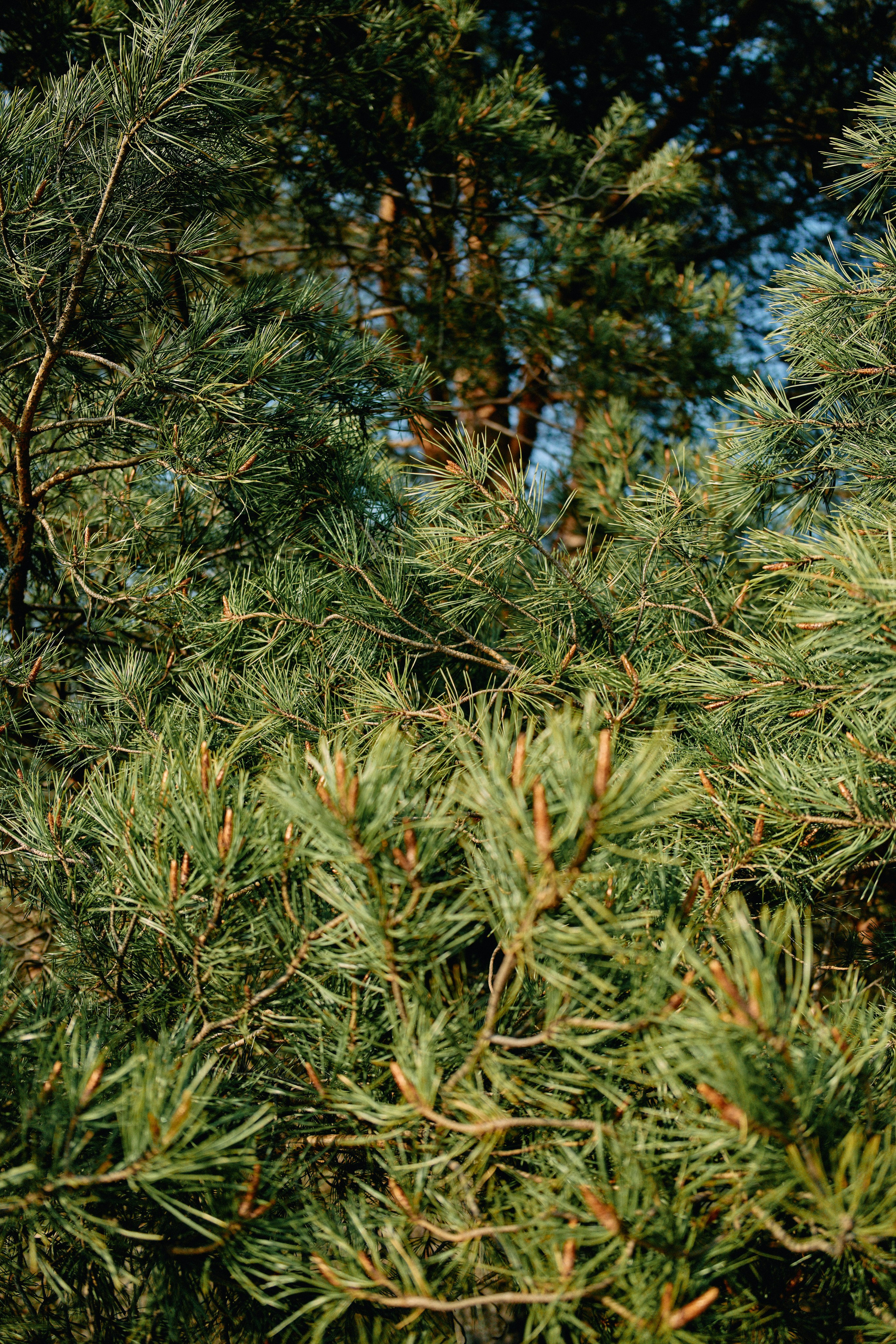 Бутик-отель Поле летом. Профессиональный Фотограф во Владимире, в Москве и в Суздале — Полина Романычева