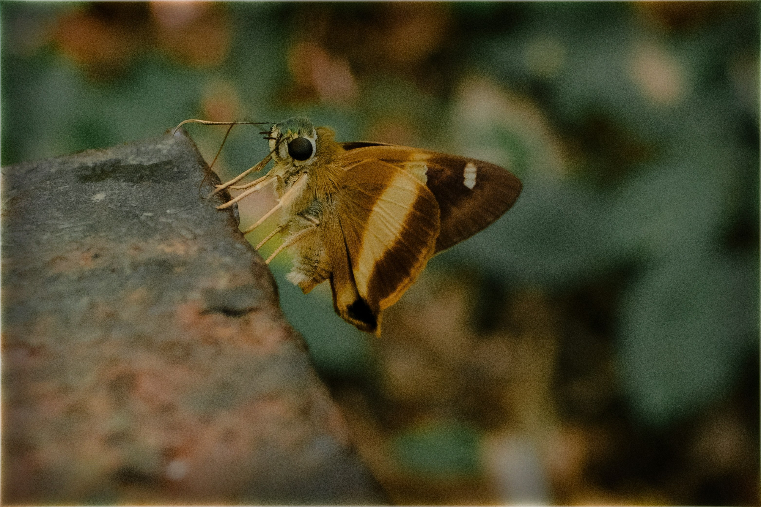 Таиланд. Портретный и репортажный фотограф в Санкт-Петербурге Дарья Сибирякова