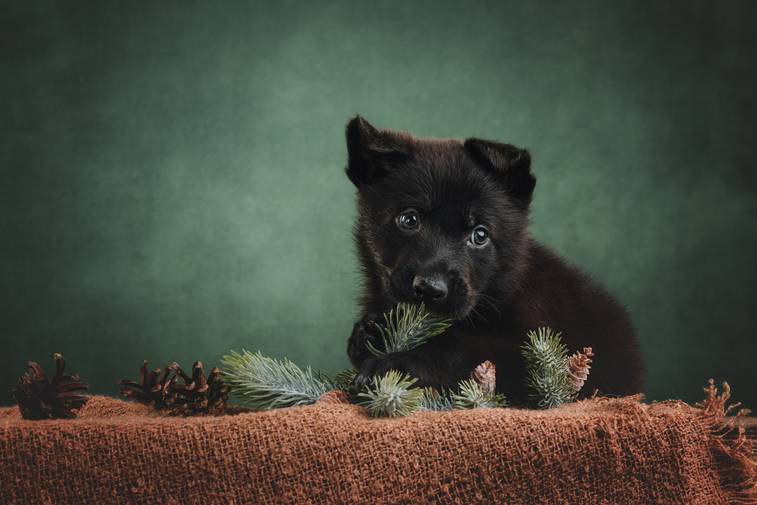 Немецкие овчарки. Фотограф анималист Осипчикова Мария