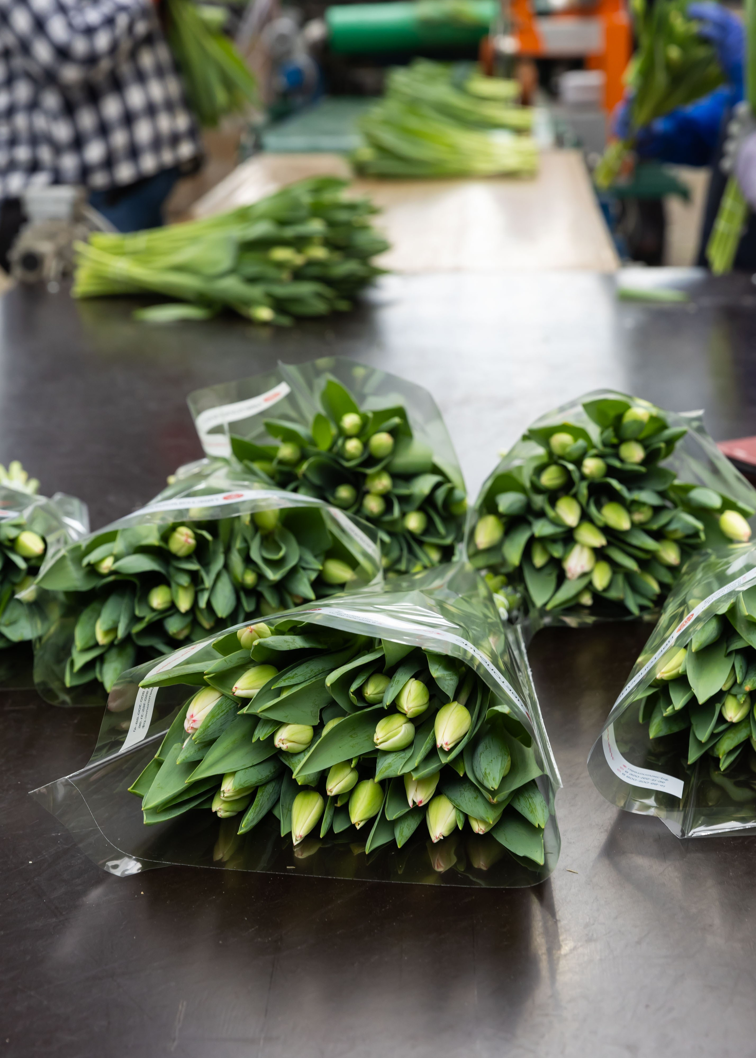 ЦВЕТЫ. ФОТОГРАФ ВИНОГРАДОВА ДАРЬЯ