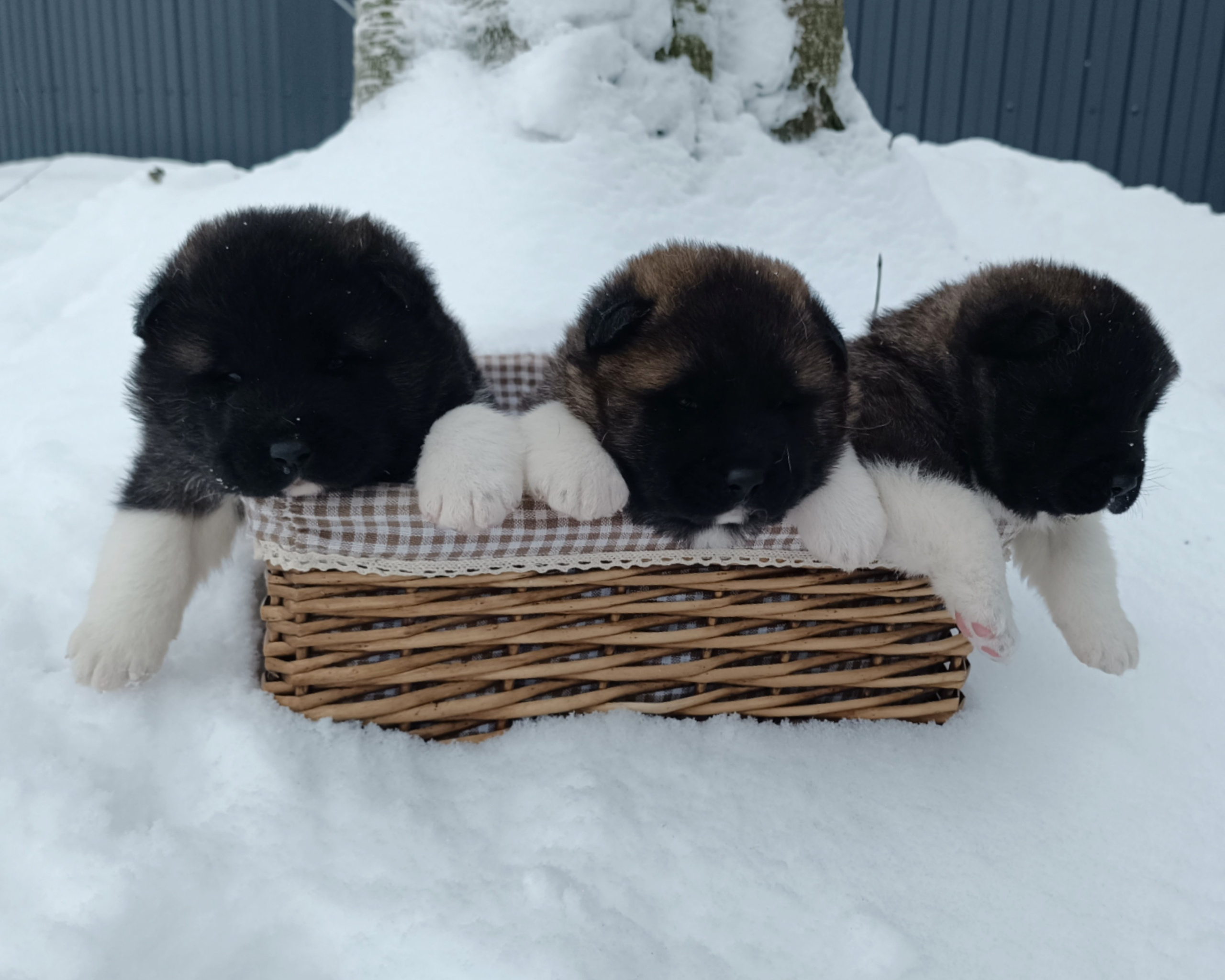 Американская акита  щенки питомник Санкт-Петербург клубные щенки Американская акита питомник RUBYLIGHT Рубилайт купить щенка американской акиты