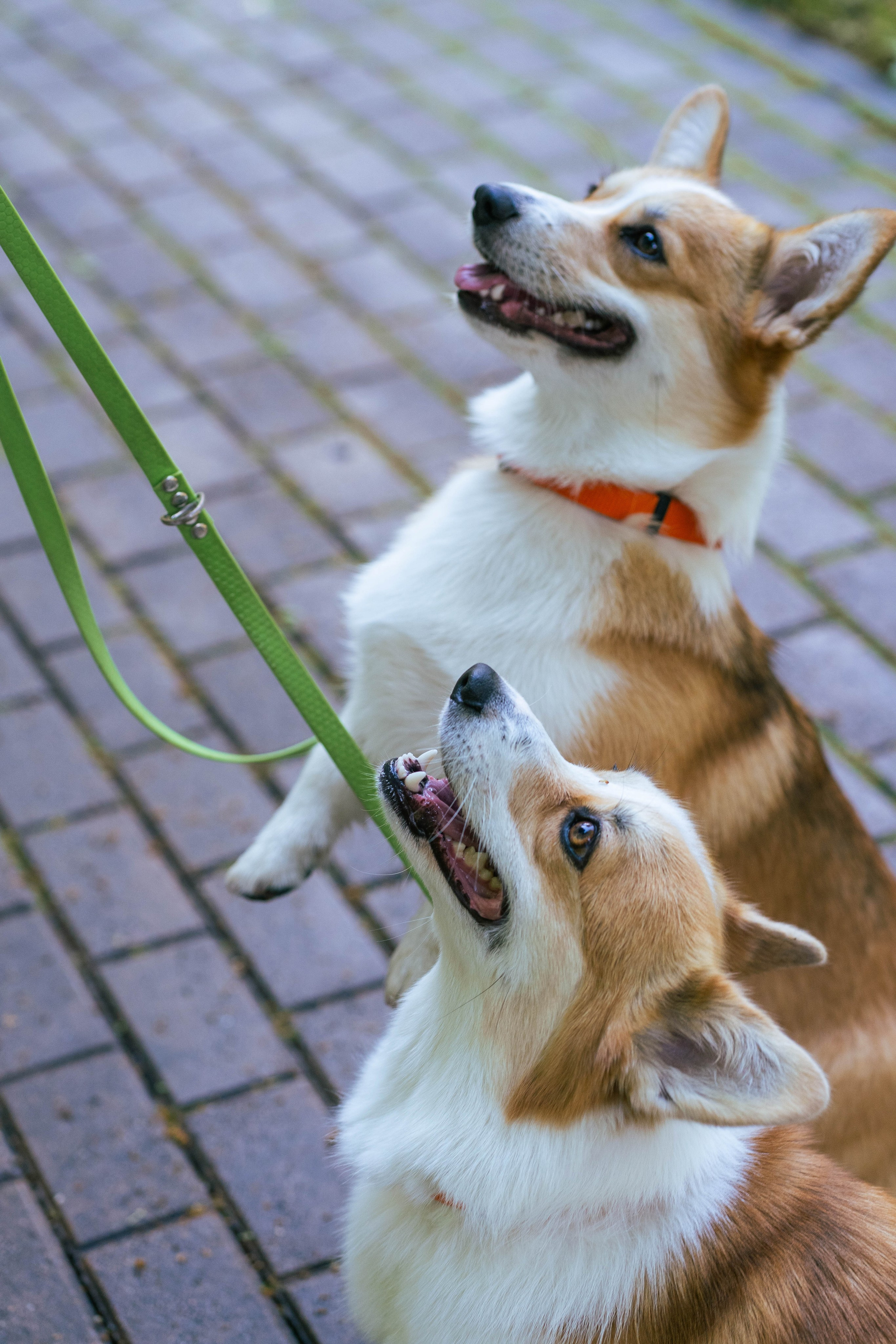 Ольга и коржики. Свадебный фотограф в Москве Анна Полушина