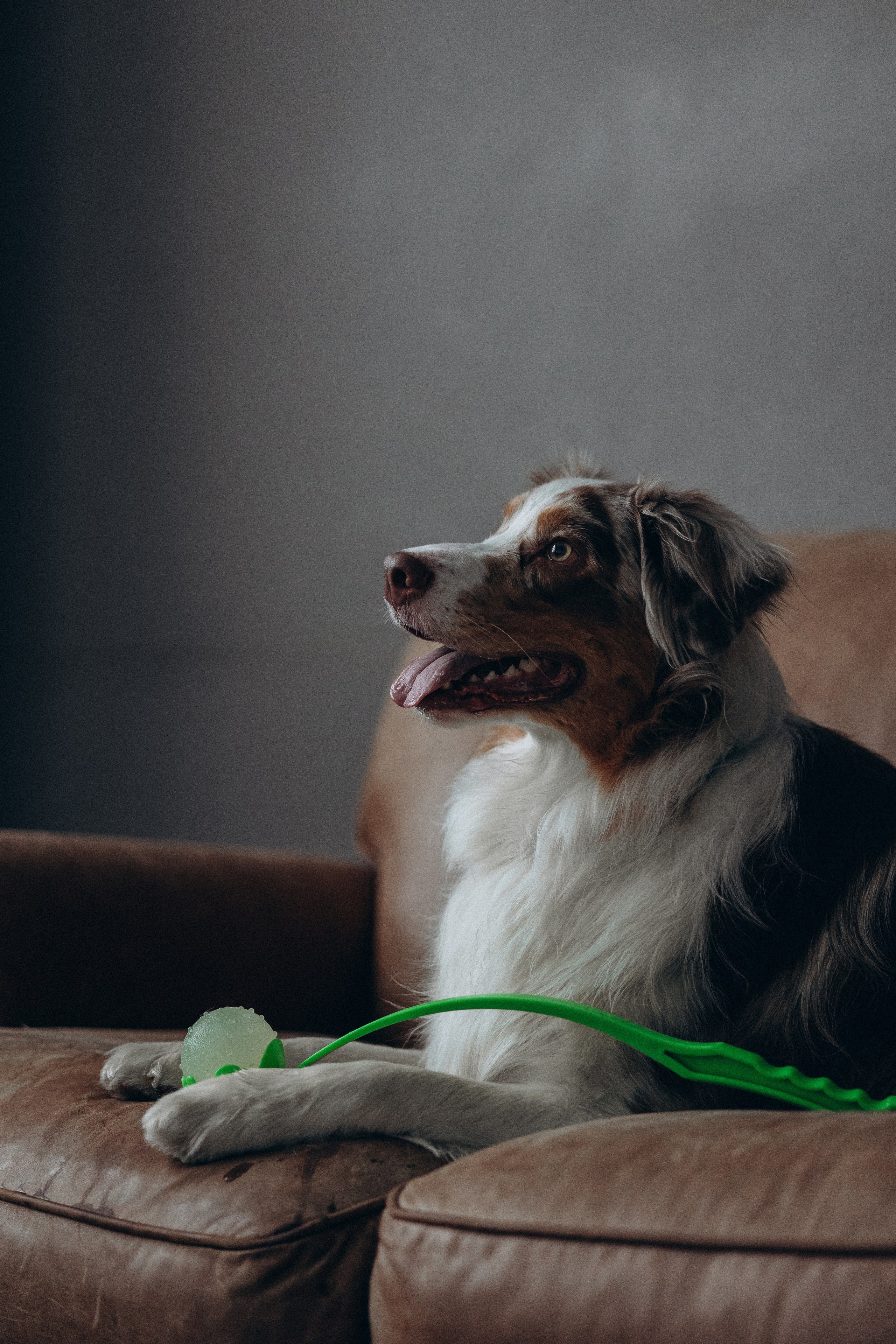 Катапульты. Фотораф — анималист Мария Шистка