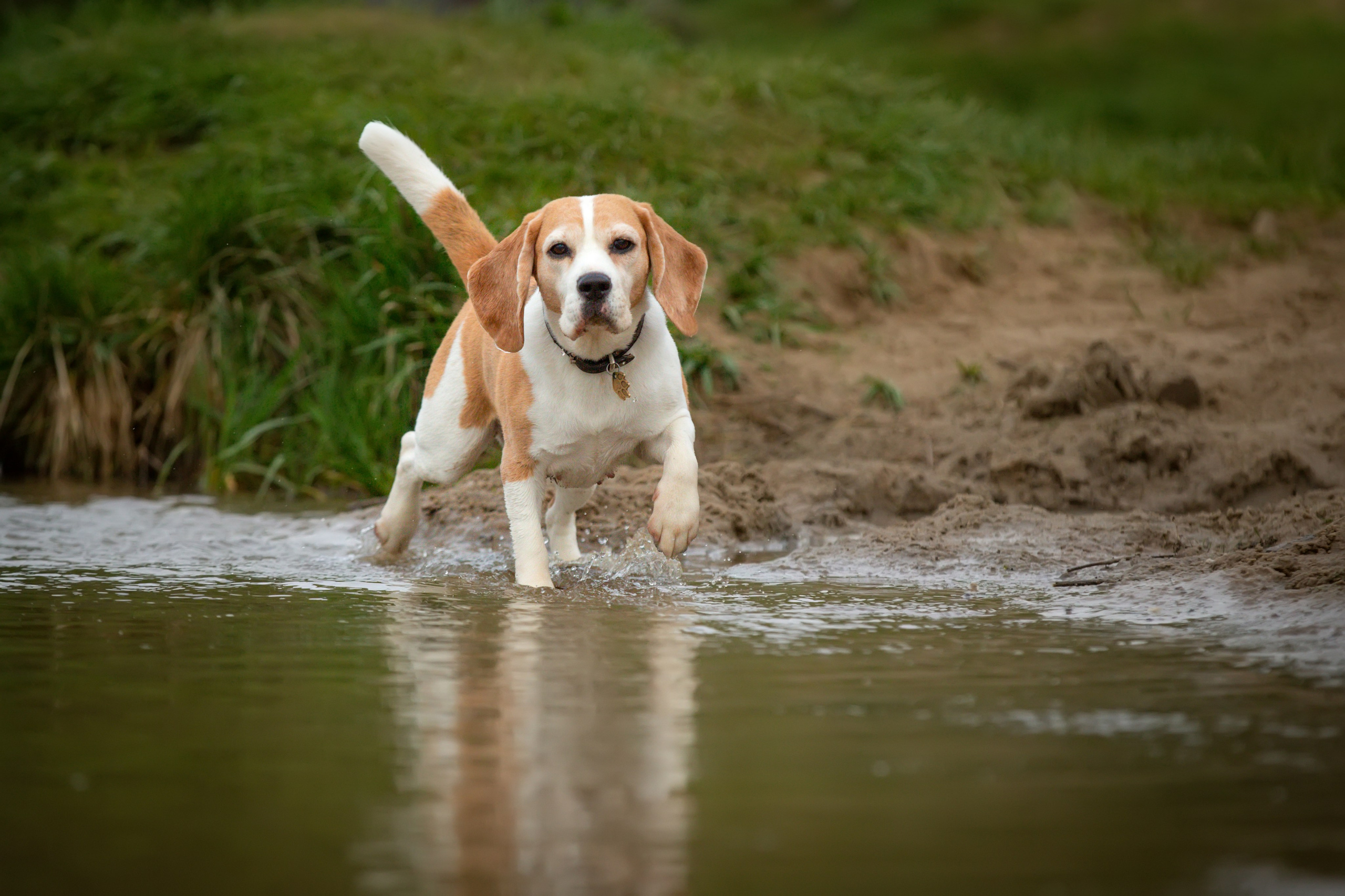 Бигли питомника КрисМэлл. Фотограф-анималист Natalia Deingel | Фотосъемка собак в Москве