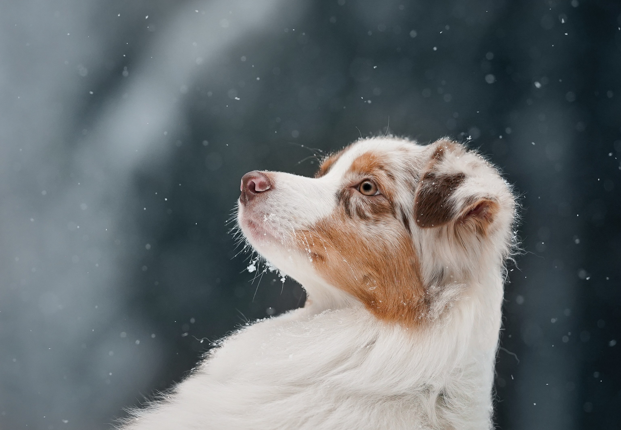 Панда. Фотограф-анималист в Санкт-Петербурге Яна Мартынова