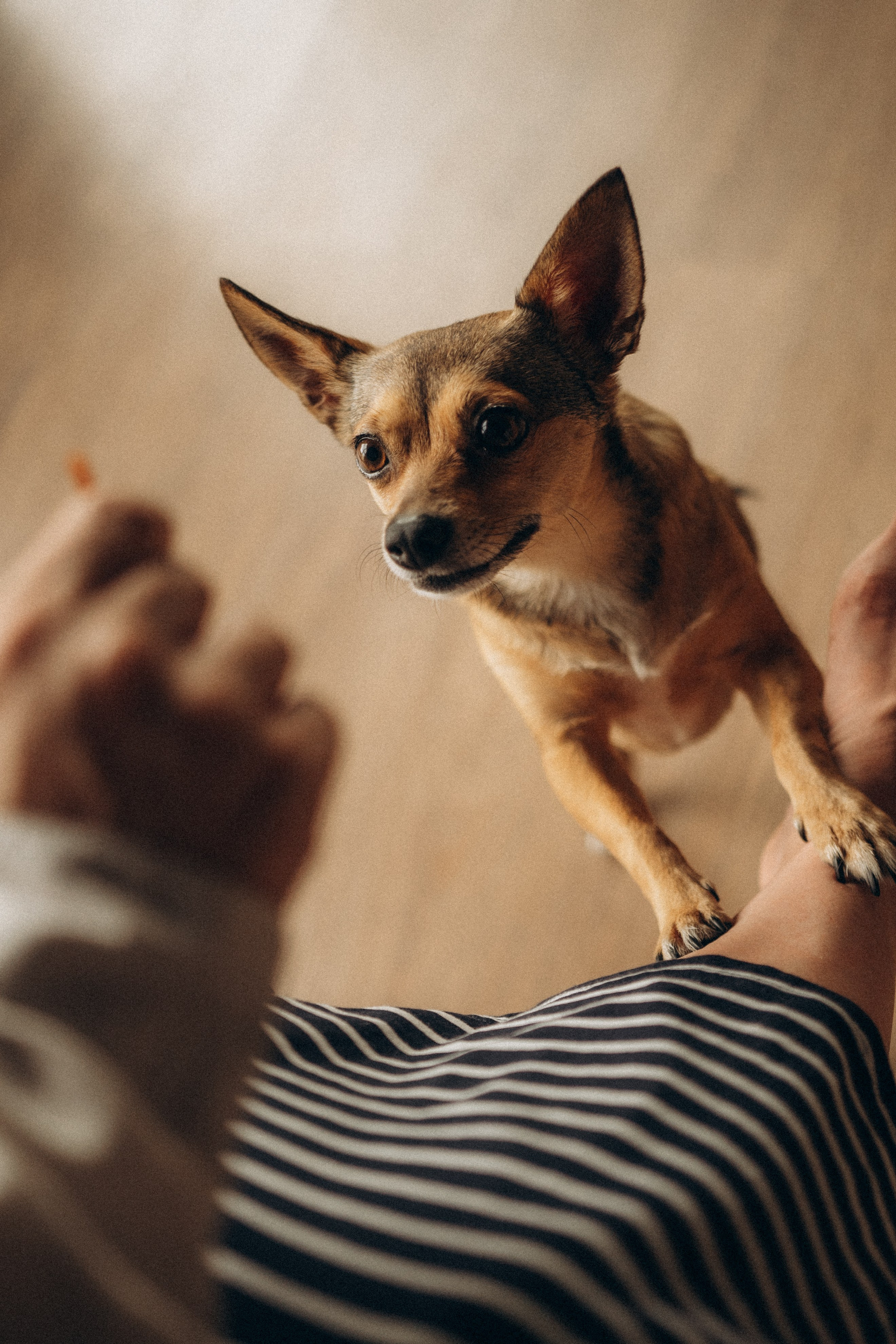 Алена, Антон и Гая. Гаврилова Настя семейный фотограф lifestyle в Москве
