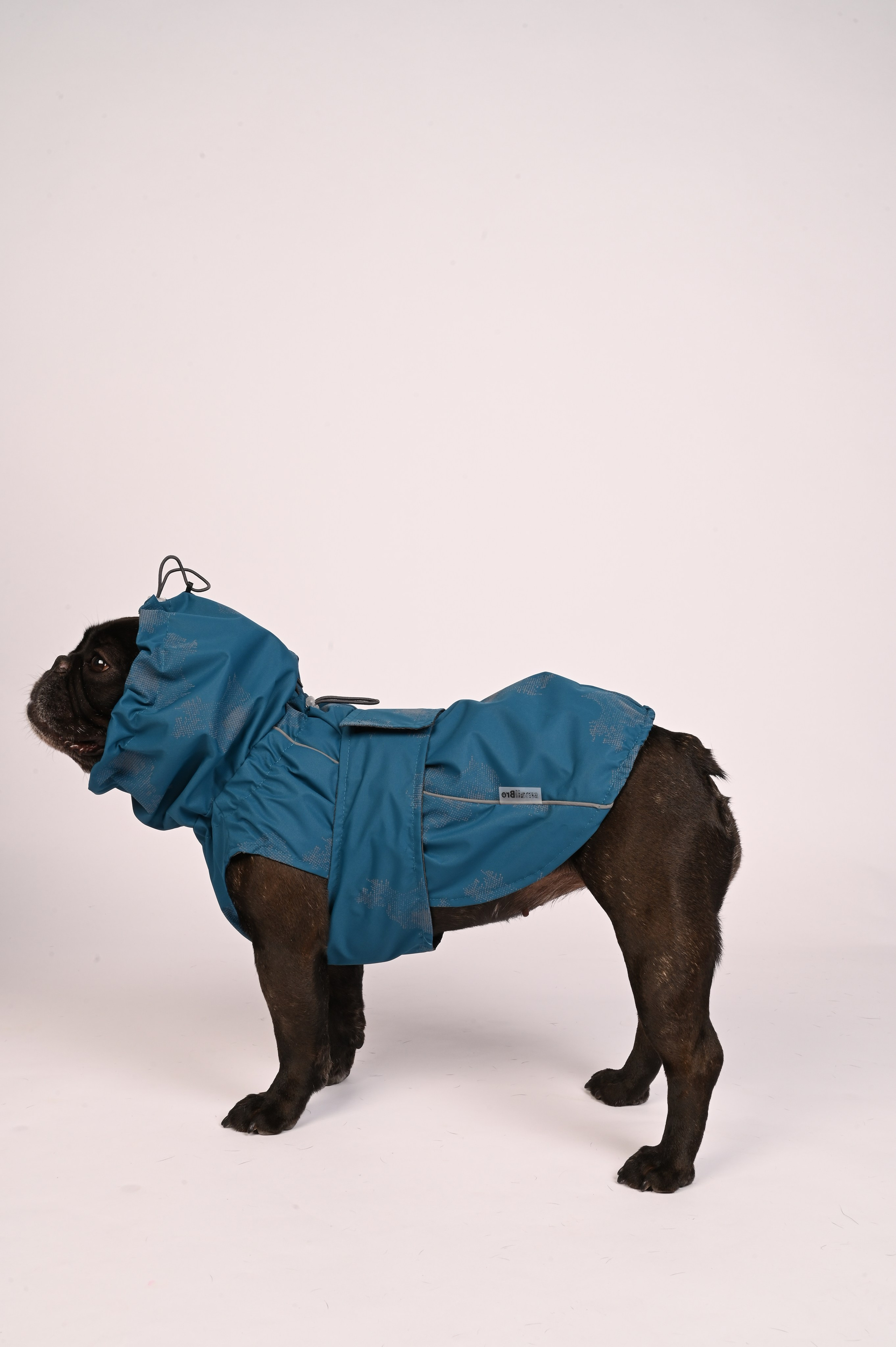 Одежда для собак. Семейный и детский фотограф во Фрязино, Ивантеевке и Щелково Матвеева