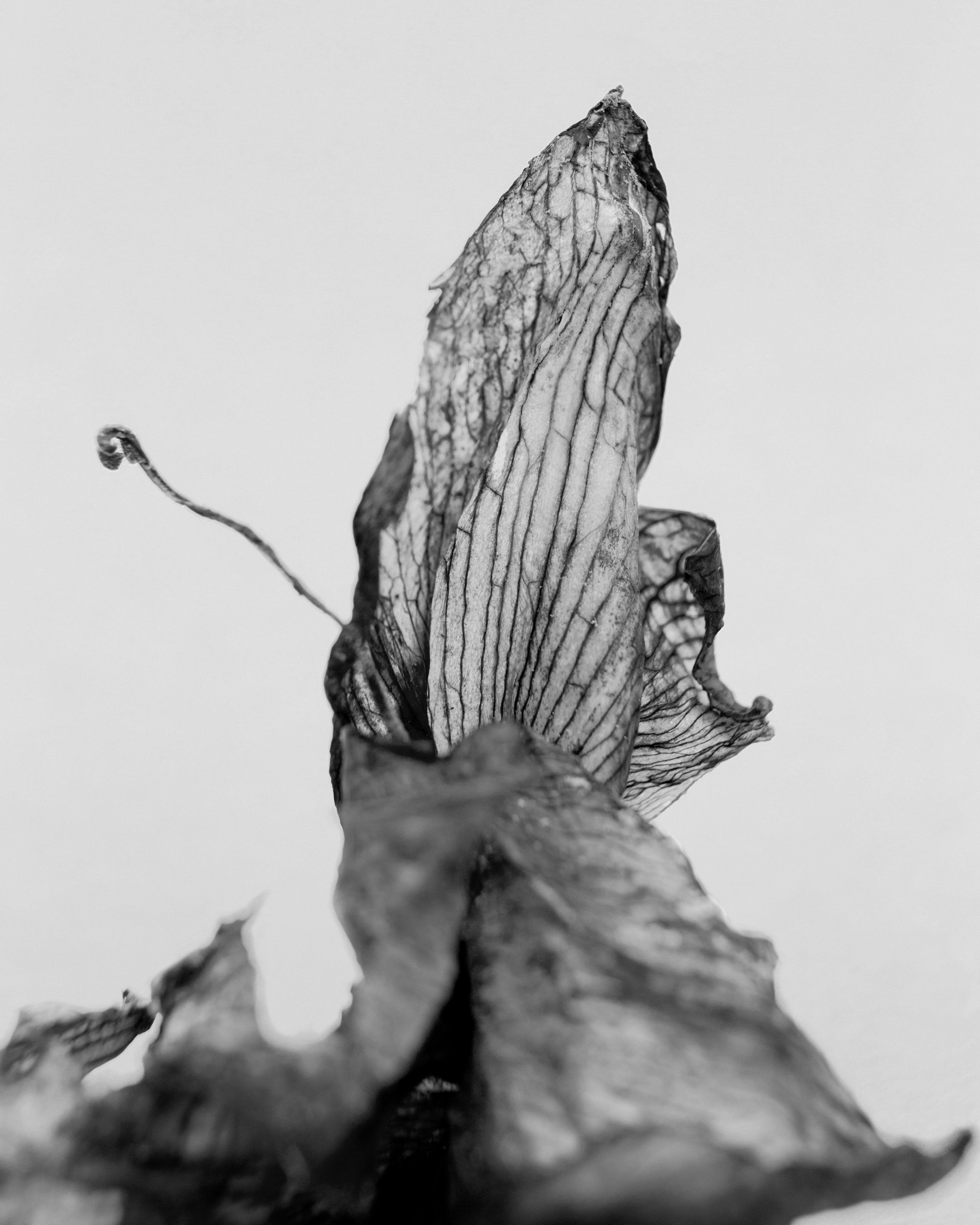 Условная ботаника. Фотографии Саши Любина