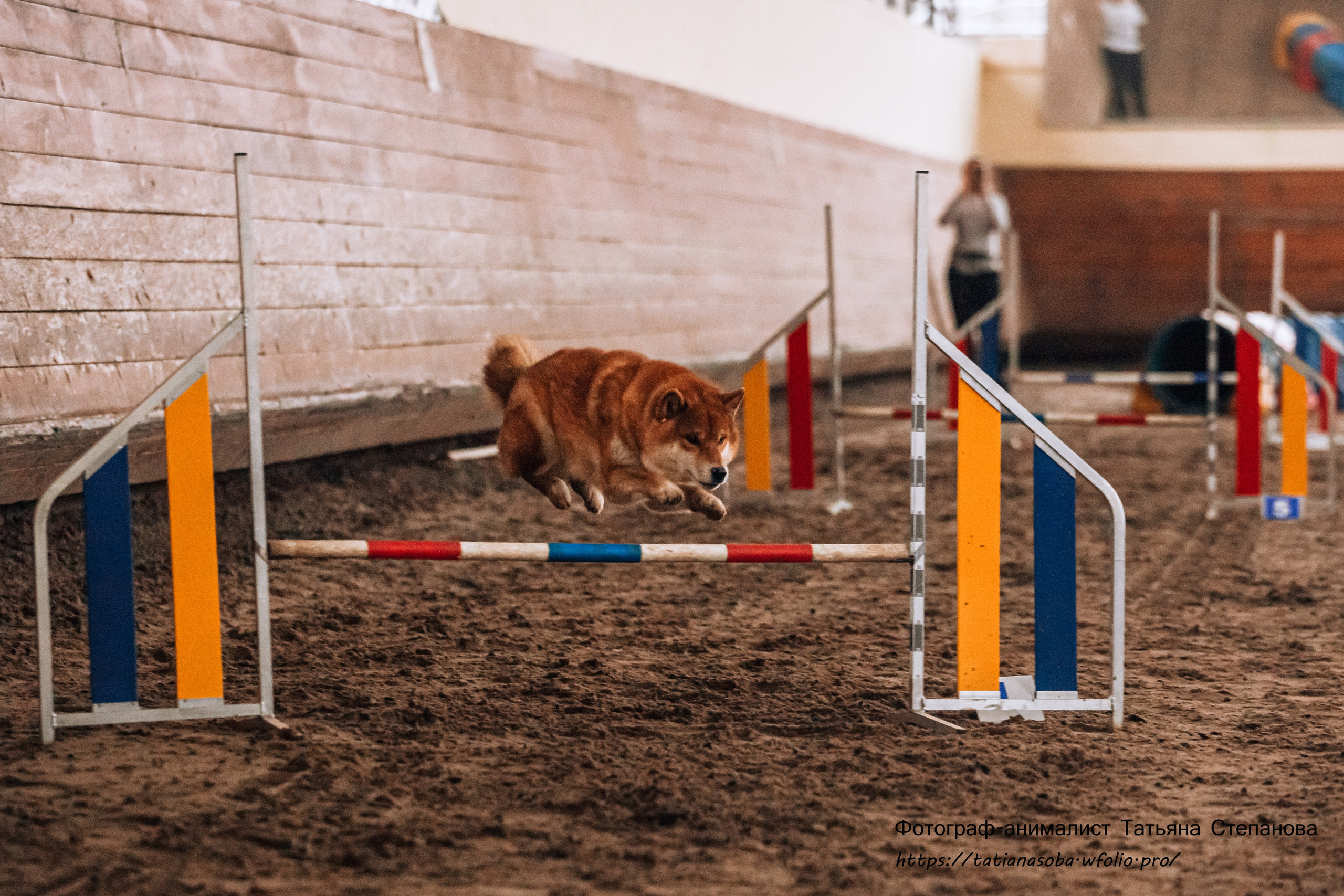Соревнования по Аджилити 25.02.2024. Фотограф-анималист Татьяна Степанова